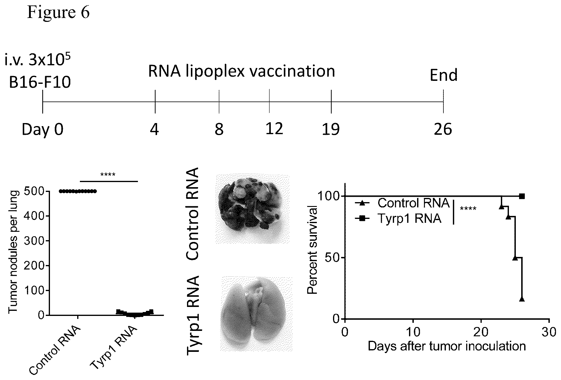 Patent US12611449 Figure 7 – Individualized vaccines for cancer