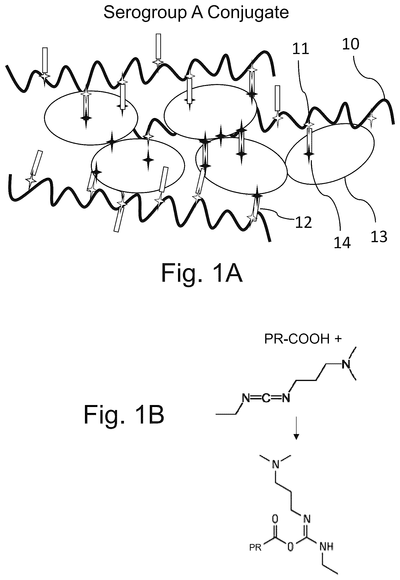 Patent US12611451 Figure 1 – Neisseria meningitidis vaccine