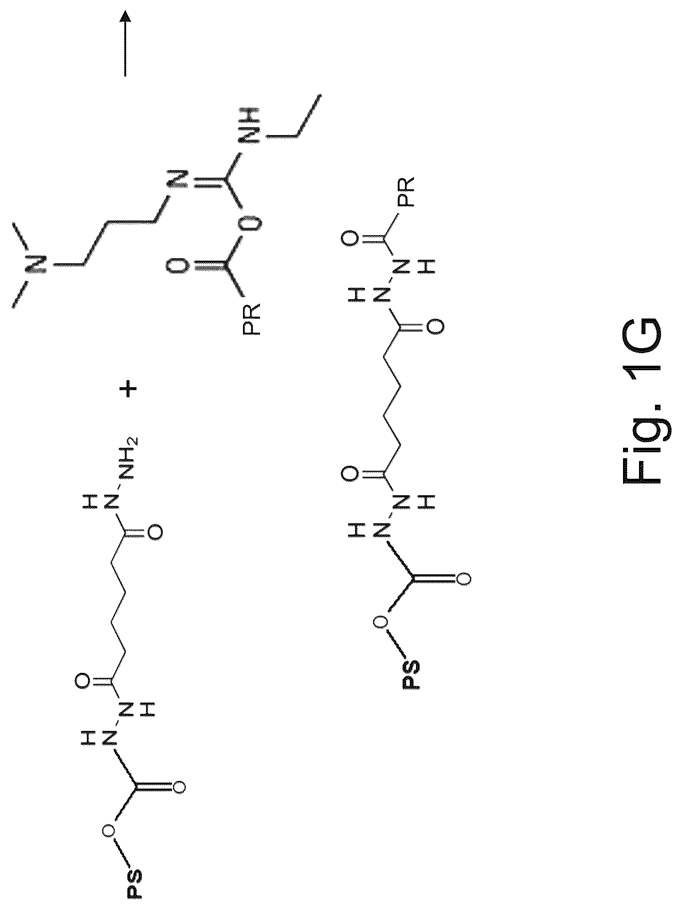 Patent US12611451 Figure 6 – Neisseria meningitidis vaccine
