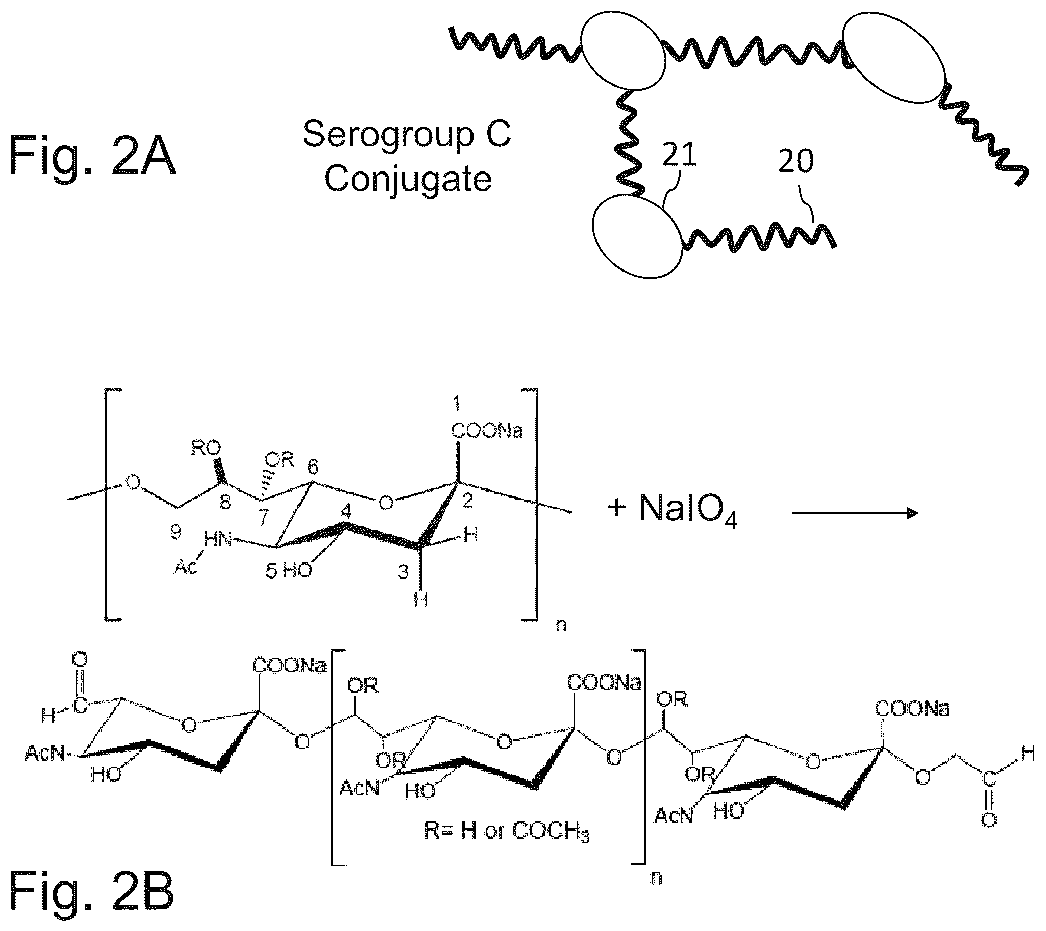 Patent US12611451 Figure 8 – Neisseria meningitidis vaccine
