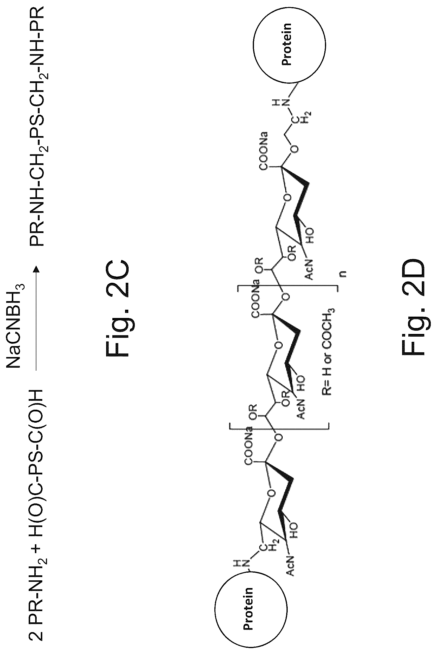 Patent US12611451 Figure 9 – Neisseria meningitidis vaccine
