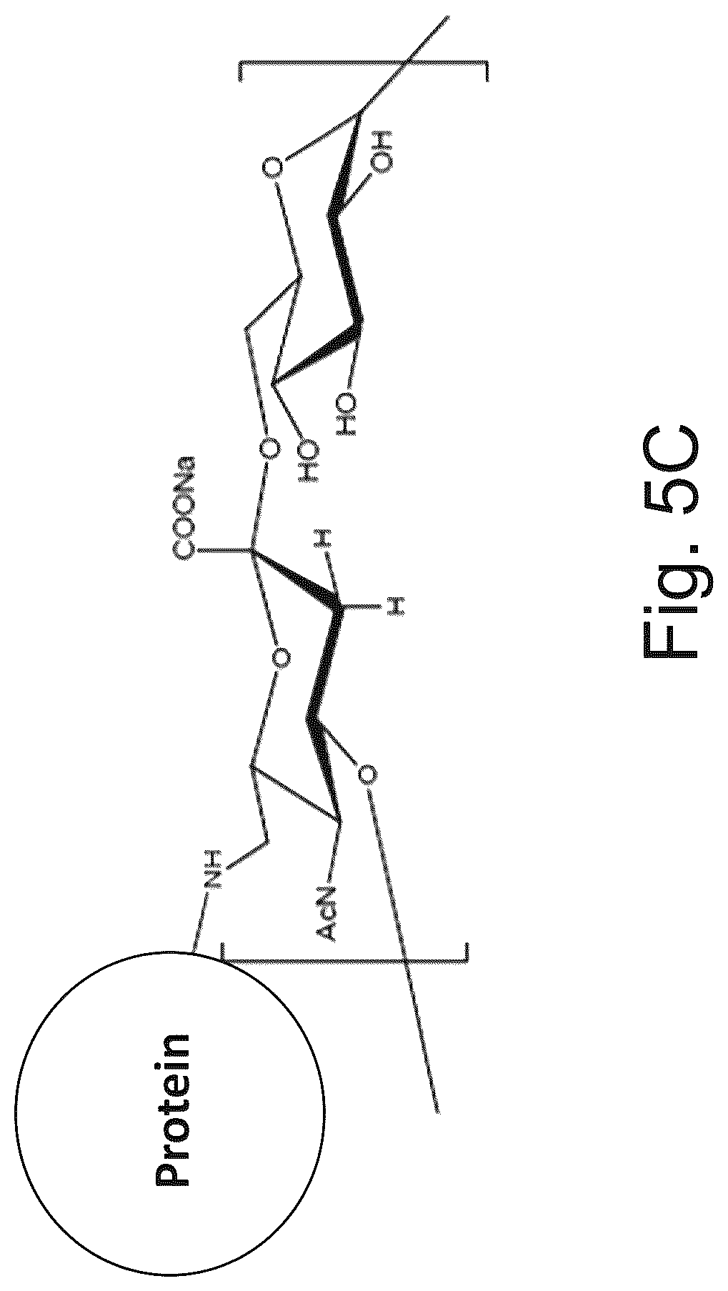 Patent US12611451 Figure 13 – Neisseria meningitidis vaccine