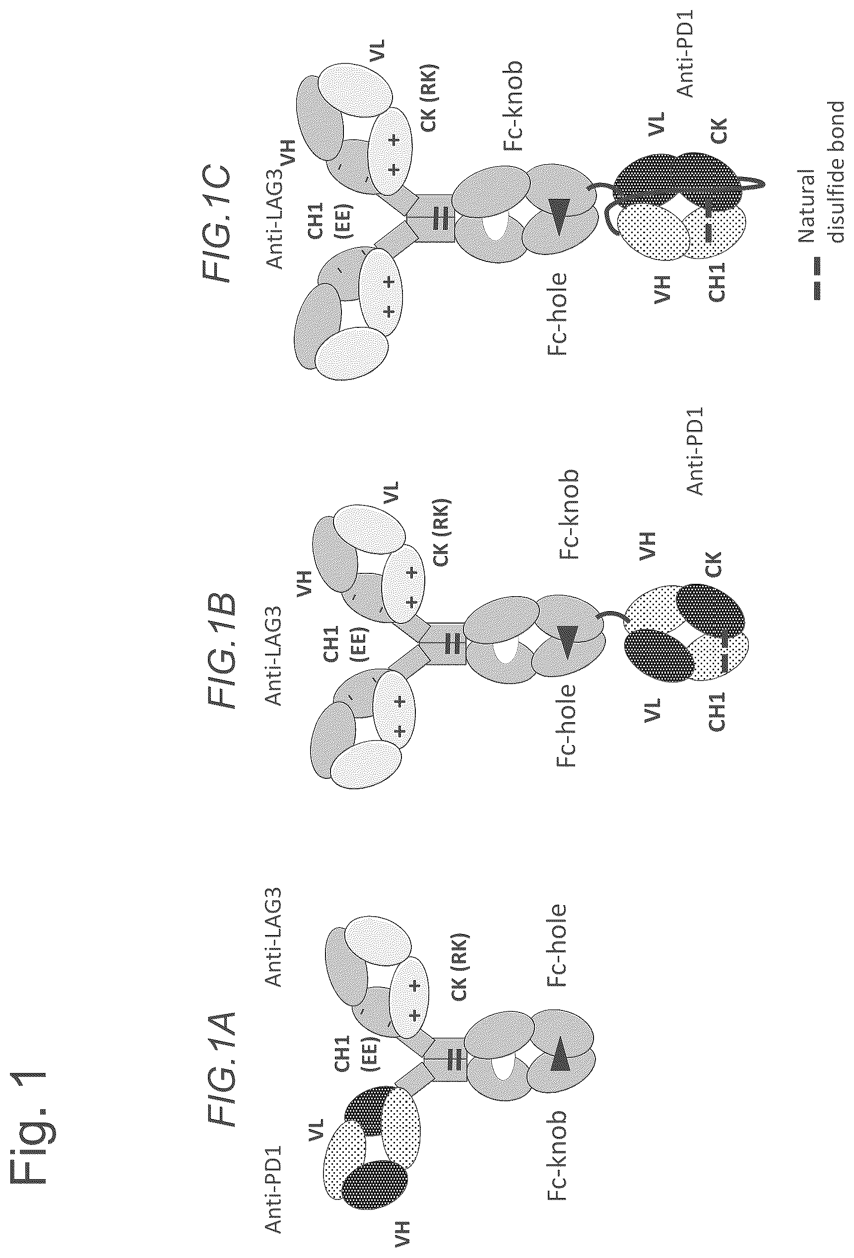 Patent US12611457 Figure 1 – Bispecific antibodies specifically binding to PD1 and LAG3