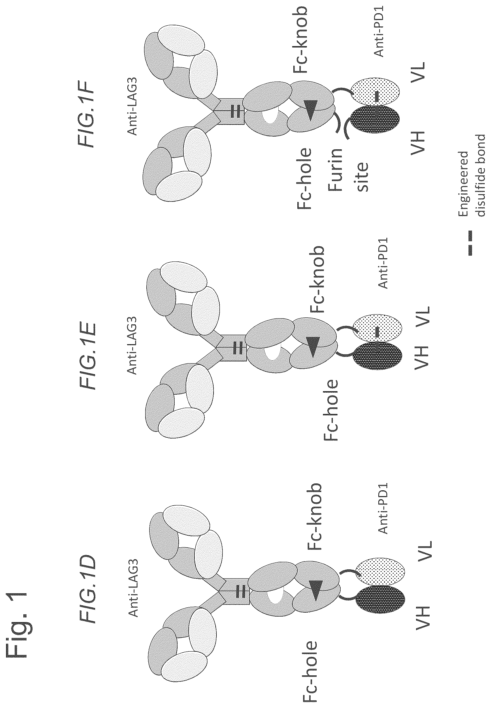 Patent US12611457 Figure 2 – Bispecific antibodies specifically binding to PD1 and LAG3