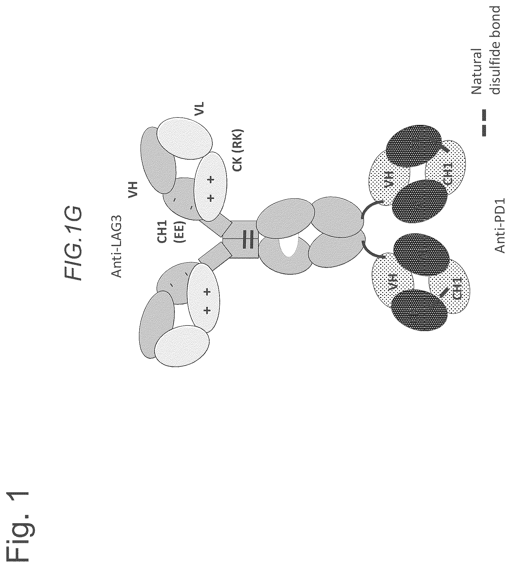 Patent US12611457 Figure 3 – Bispecific antibodies specifically binding to PD1 and LAG3