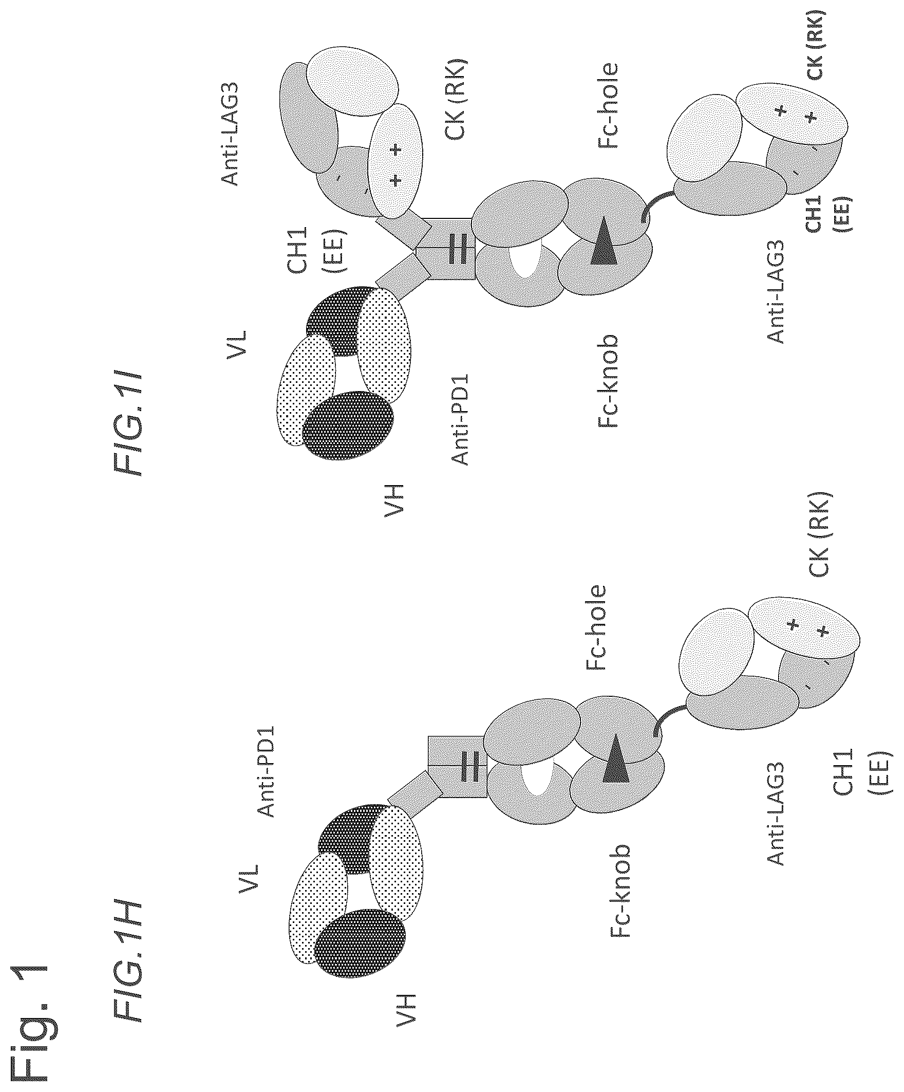 Patent US12611457 Figure 4 – Bispecific antibodies specifically binding to PD1 and LAG3