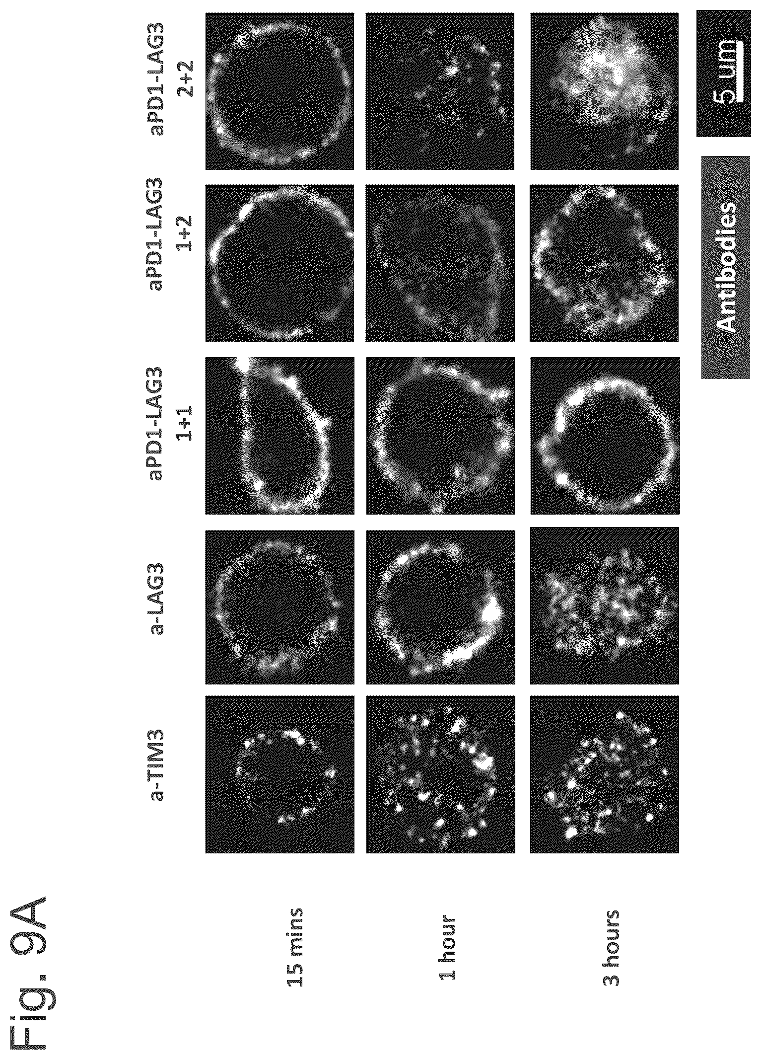 Patent US12611457 Figure 17 – Bispecific antibodies specifically binding to PD1 and LAG3