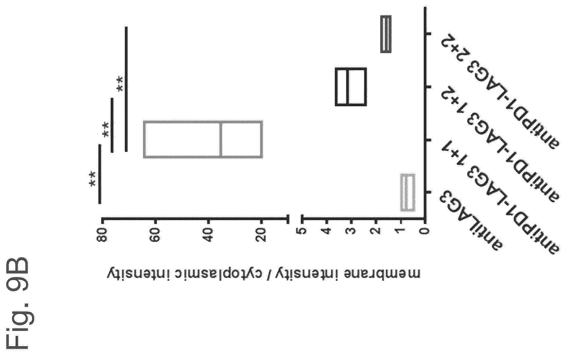 Patent US12611457 Figure 18 – Bispecific antibodies specifically binding to PD1 and LAG3