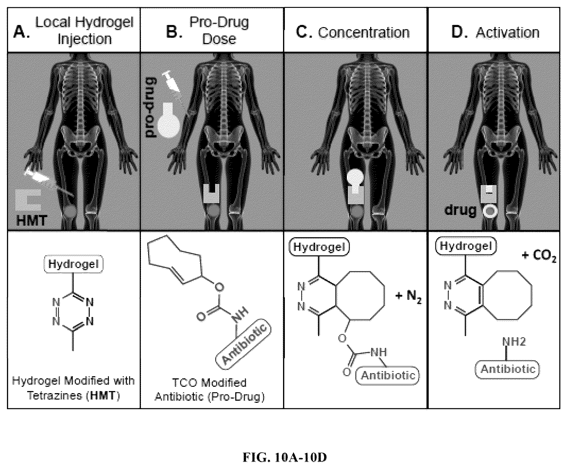 Patent US12611461 Figure 10 – Bioorthogonal compositions