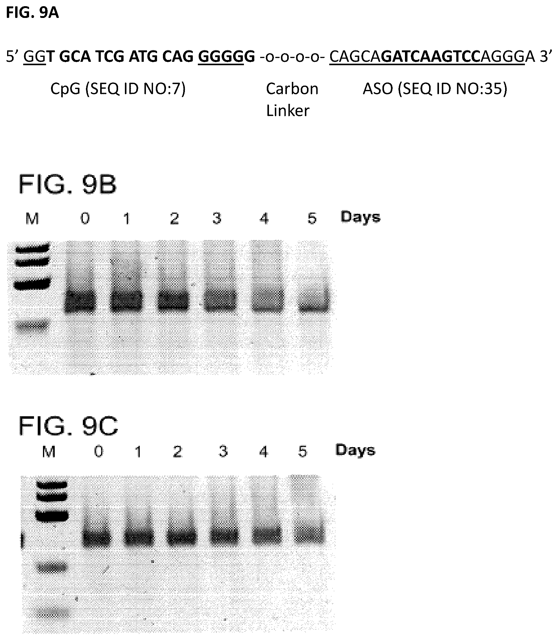 Patent US12611462 Figure 9 – Compounds and compositions including phosphorothioated oligodeoxynucleotide, and methods of use thereof