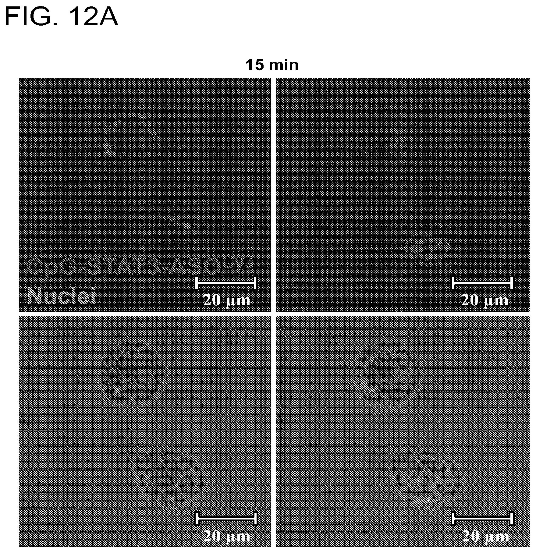 Patent US12611462 Figure 14 – Compounds and compositions including phosphorothioated oligodeoxynucleotide, and methods of use thereof