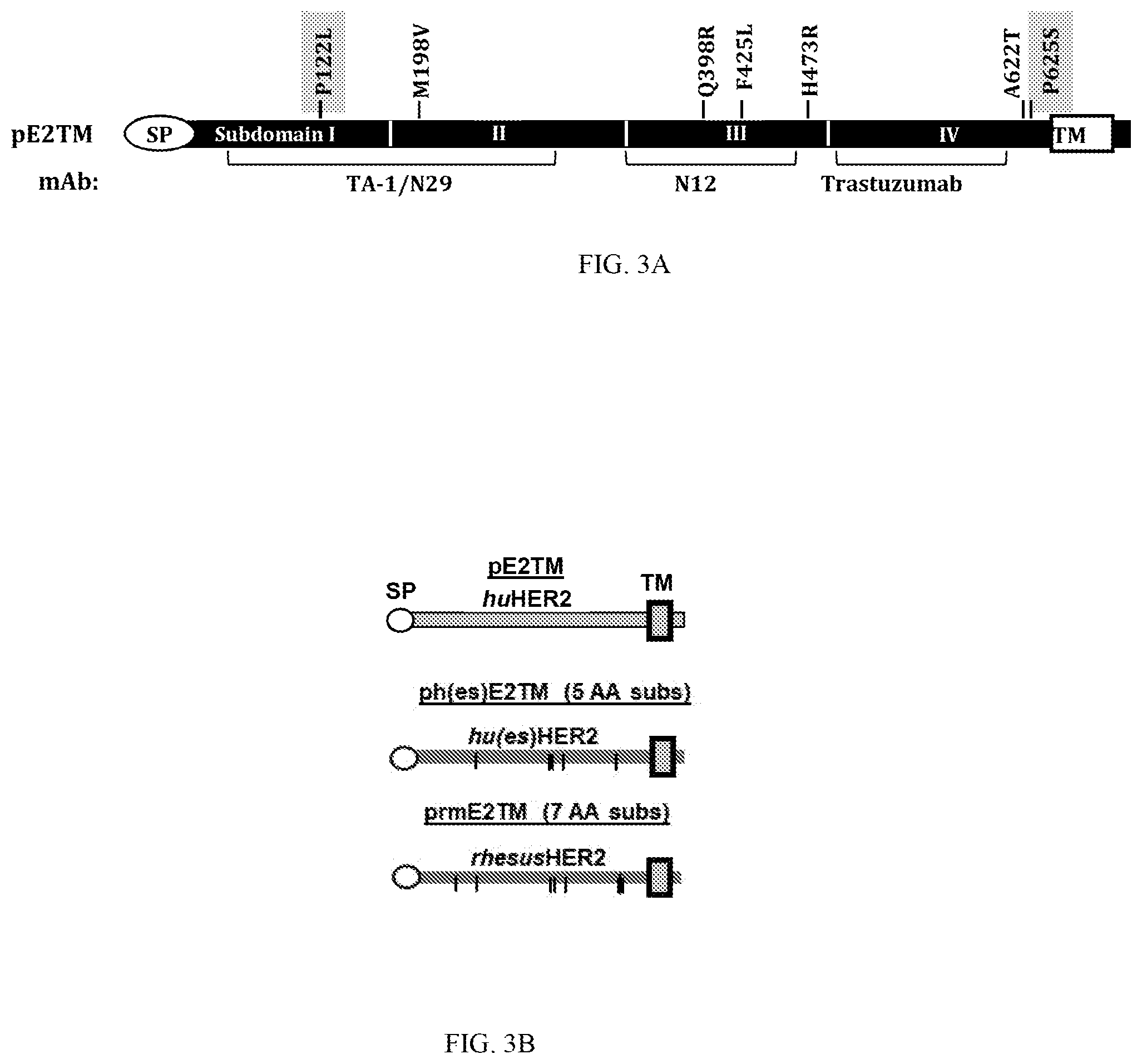 Patent US12611463 Figure 6 – Methods and immunogenic compositions relating to HER2 with selective sequence modifications