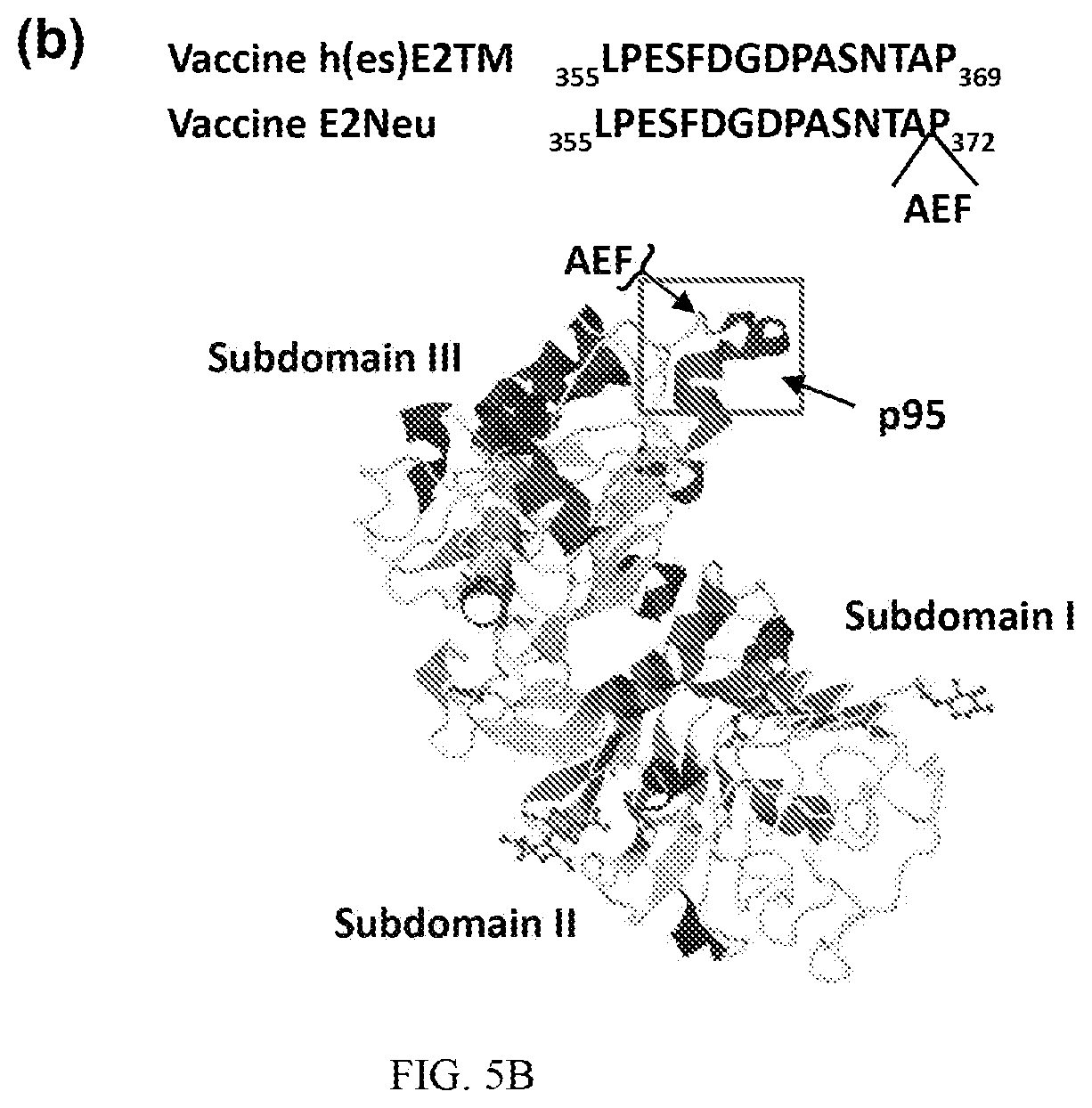 Patent US12611463 Figure 12 – Methods and immunogenic compositions relating to HER2 with selective sequence modifications