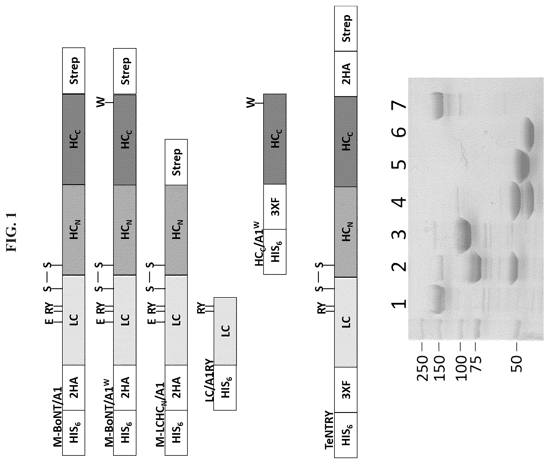 Patent US12611464 — Modified clostridial neurotoxins as vaccine and conjugate vaccine platforms — Figure 1