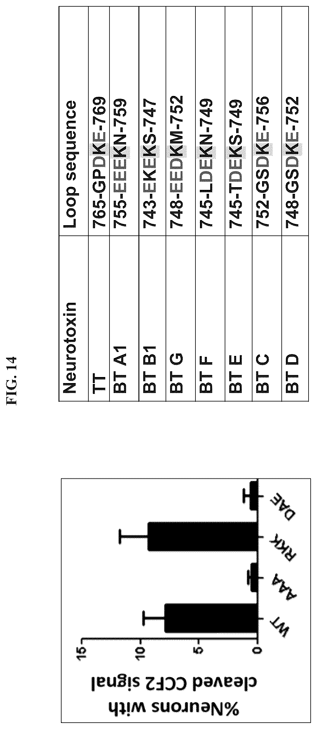 Patent US12611464 Figure 14 – Modified clostridial neurotoxins as vaccine and conjugate vaccine platforms