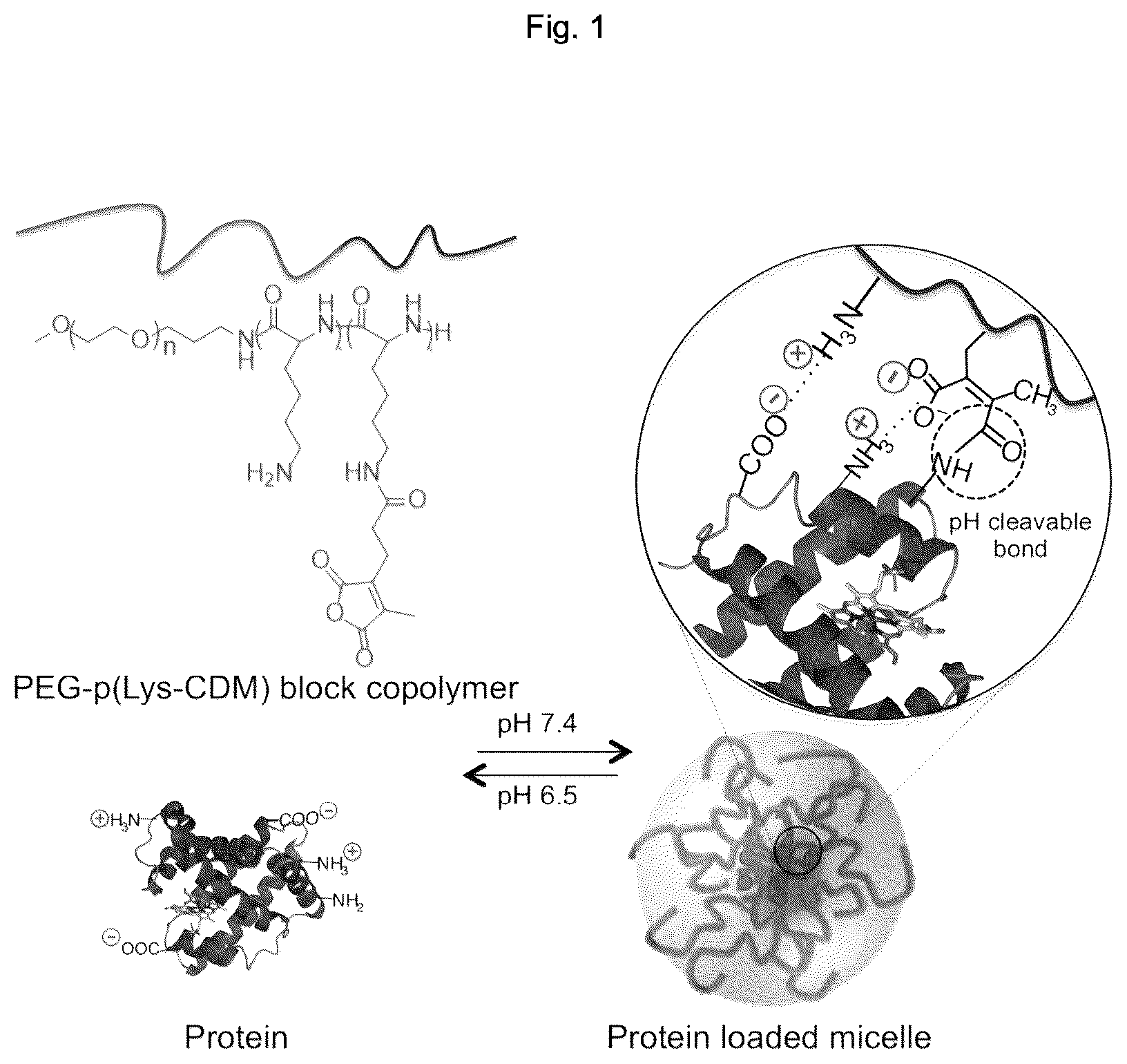 Patent US12611465 Figure 1 – Protein-enclosing polymeric micelle