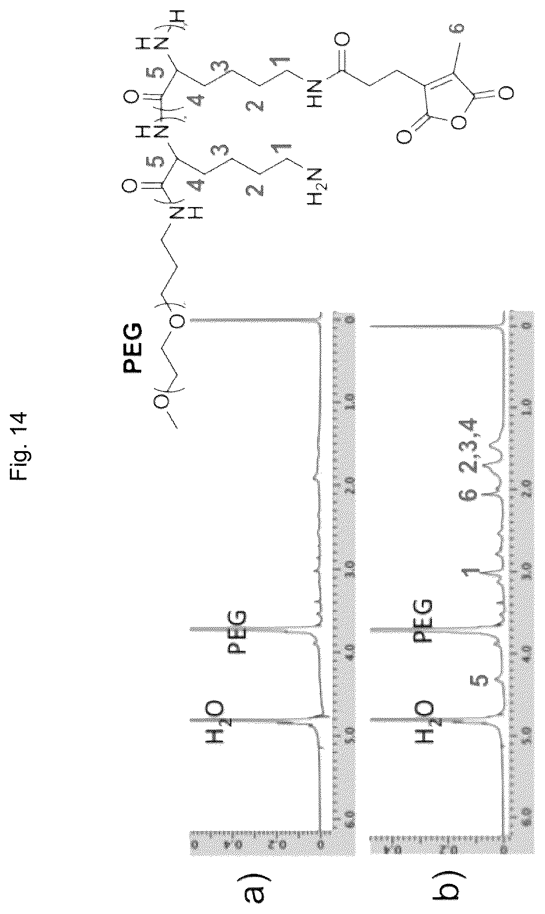 Patent US12611465 Figure 14 – Protein-enclosing polymeric micelle
