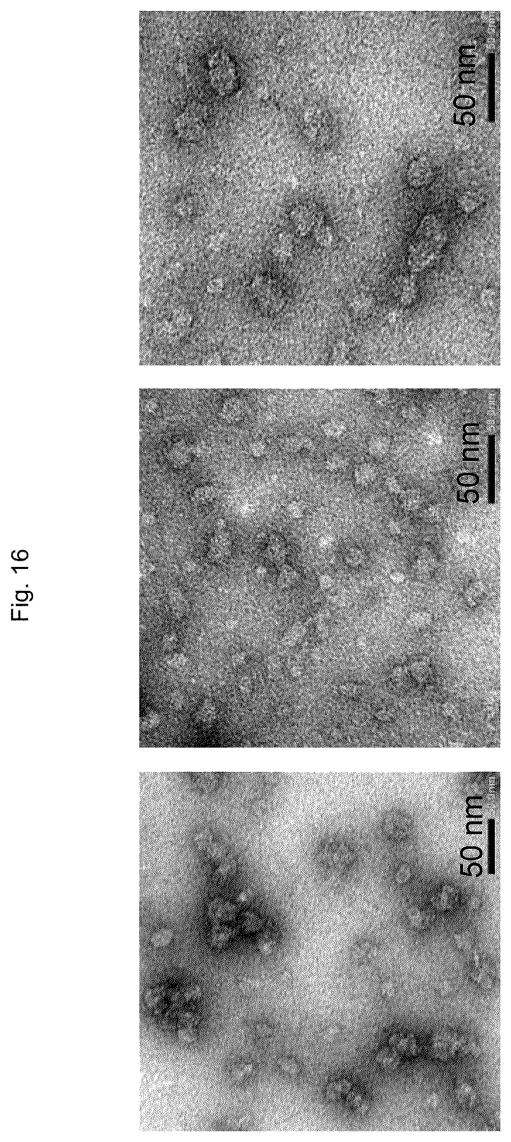Patent US12611465 Figure 16 – Protein-enclosing polymeric micelle
