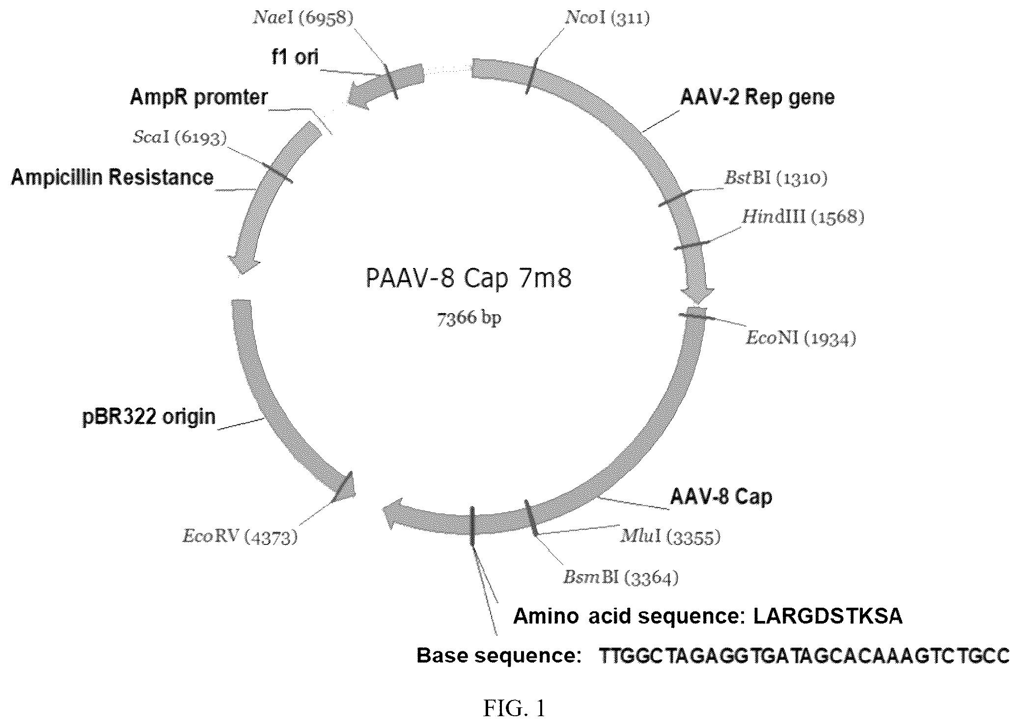Patent US12611466 Figure 1 – Modified vector, construction method, and application of modified AAV-8 serotype for gene targeting and expression