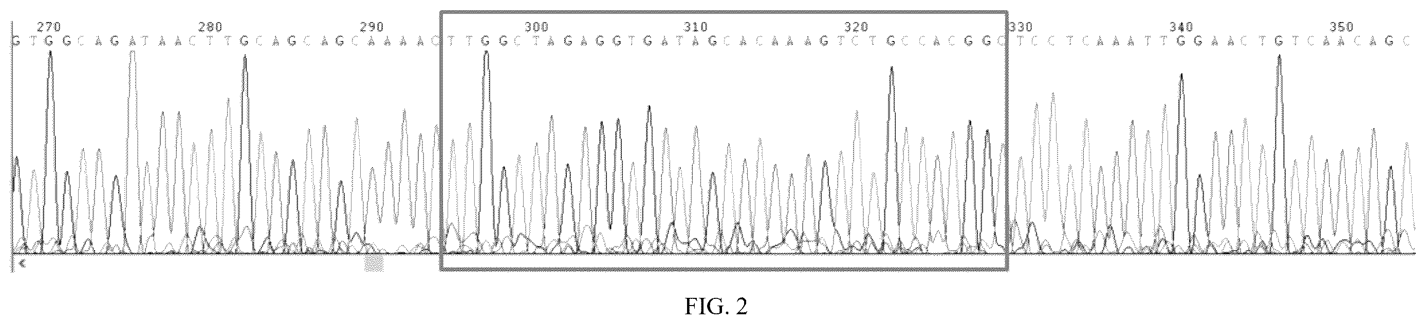 Patent US12611466 Figure 2 – Modified vector, construction method, and application of modified AAV-8 serotype for gene targeting and expression