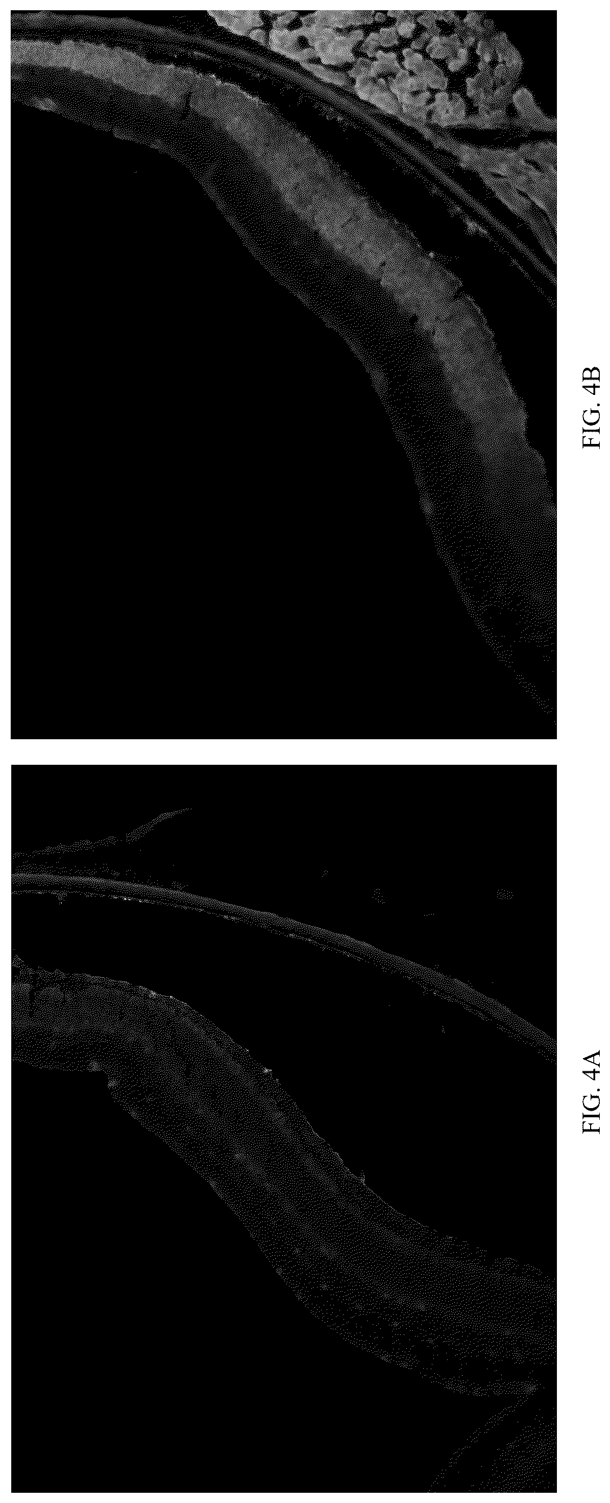 Patent US12611466 Figure 4 – Modified vector, construction method, and application of modified AAV-8 serotype for gene targeting and expression