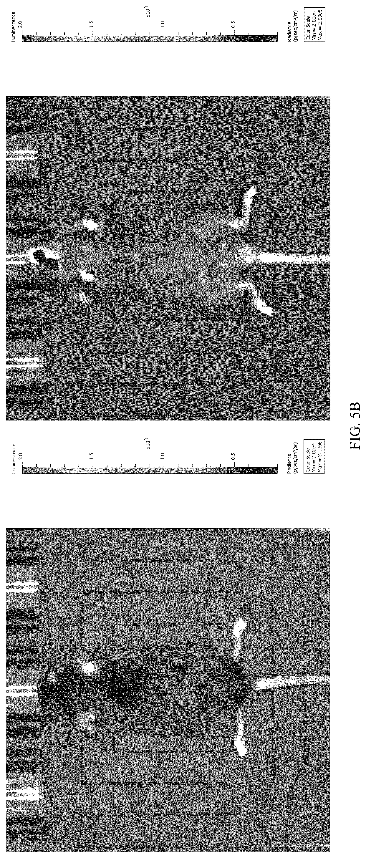 Patent US12611466 Figure 6 – Modified vector, construction method, and application of modified AAV-8 serotype for gene targeting and expression
