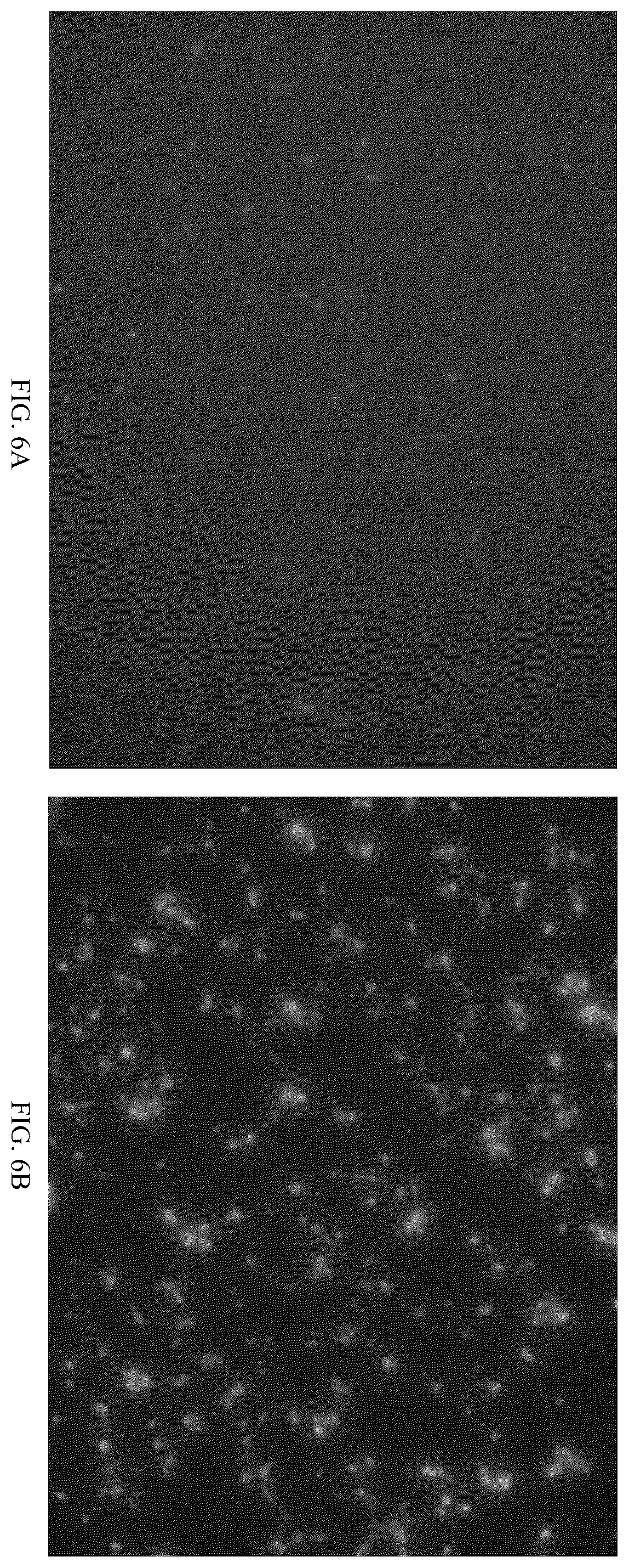 Patent US12611466 Figure 7 – Modified vector, construction method, and application of modified AAV-8 serotype for gene targeting and expression