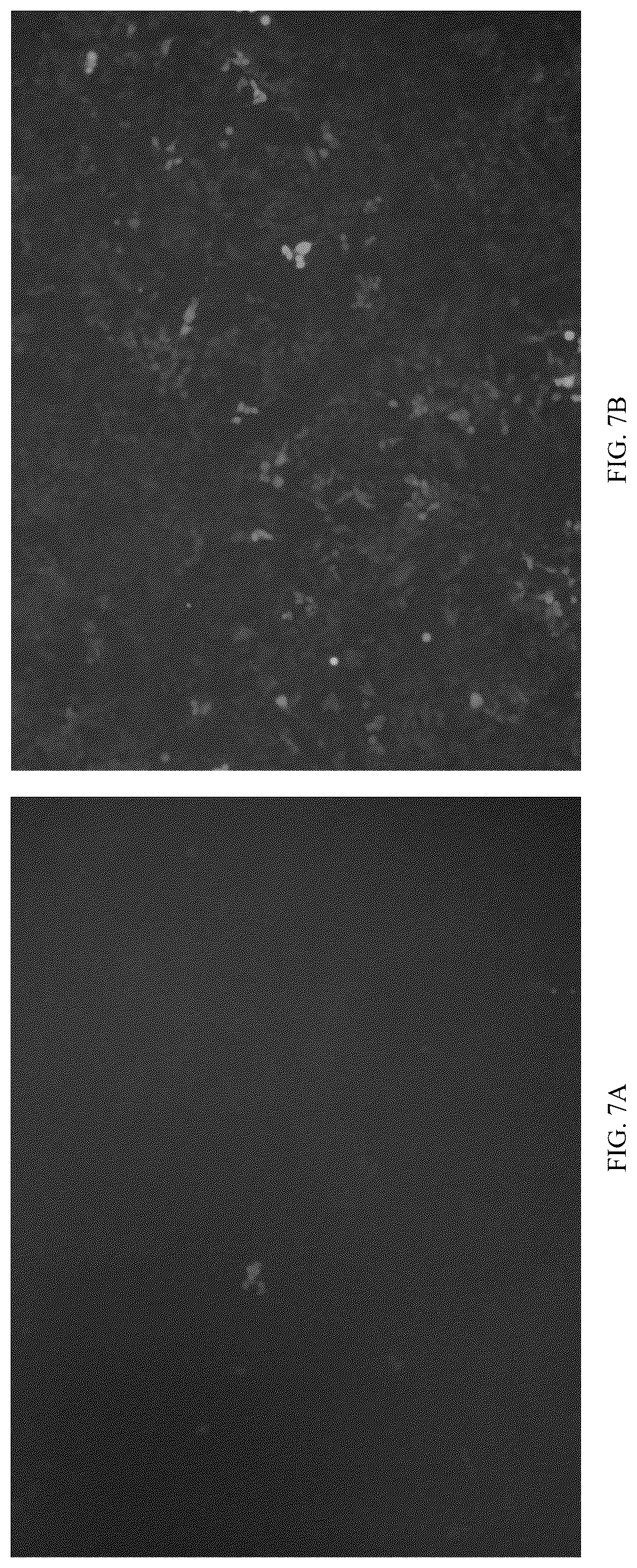 Patent US12611466 Figure 8 – Modified vector, construction method, and application of modified AAV-8 serotype for gene targeting and expression