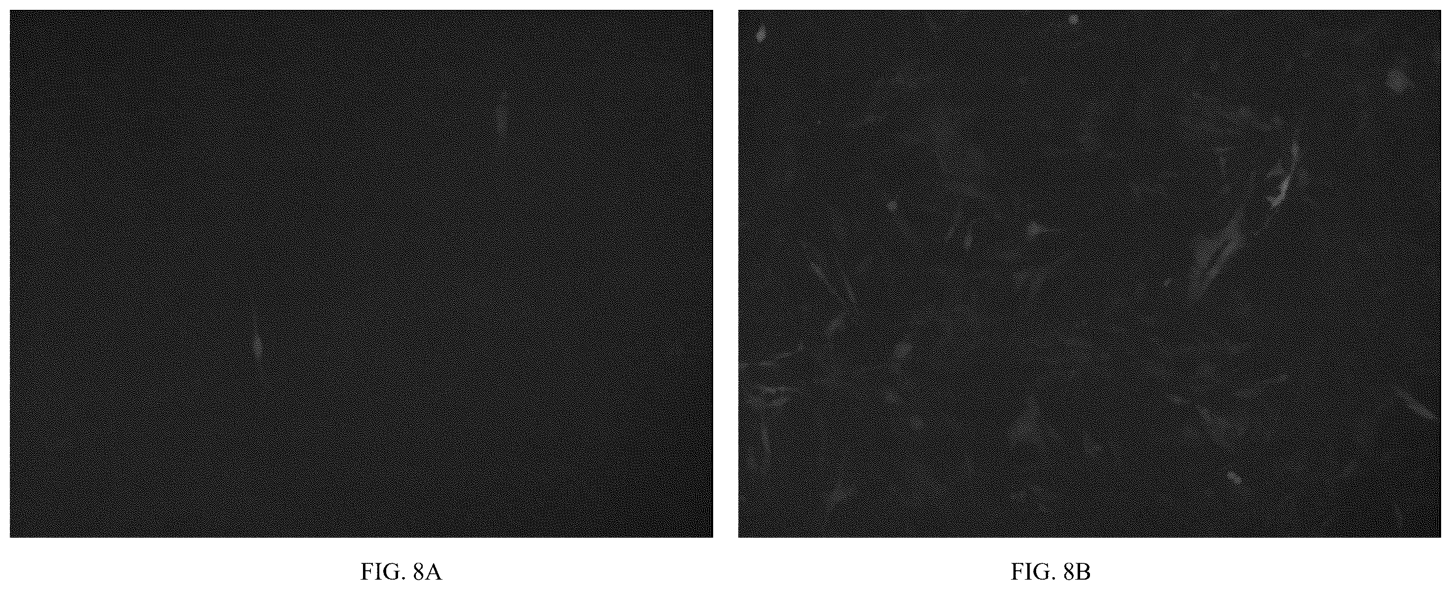 Patent US12611466 Figure 9 – Modified vector, construction method, and application of modified AAV-8 serotype for gene targeting and expression