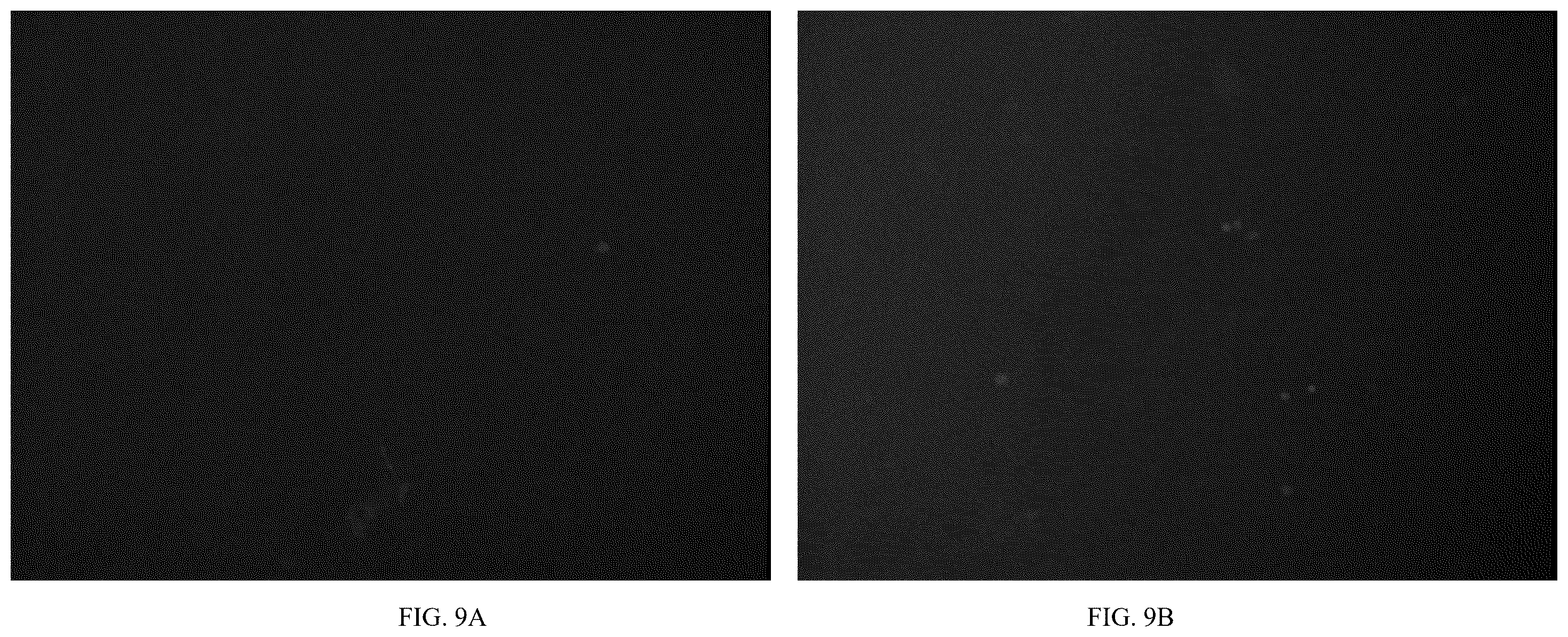 Patent US12611466 Figure 10 – Modified vector, construction method, and application of modified AAV-8 serotype for gene targeting and expression