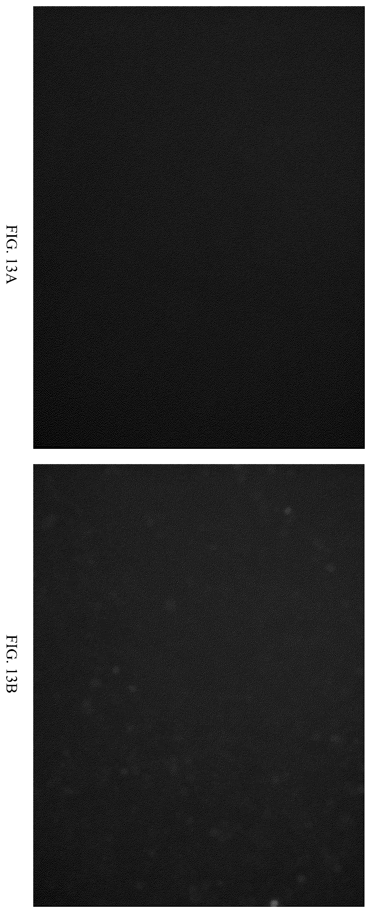 Patent US12611466 Figure 14 – Modified vector, construction method, and application of modified AAV-8 serotype for gene targeting and expression
