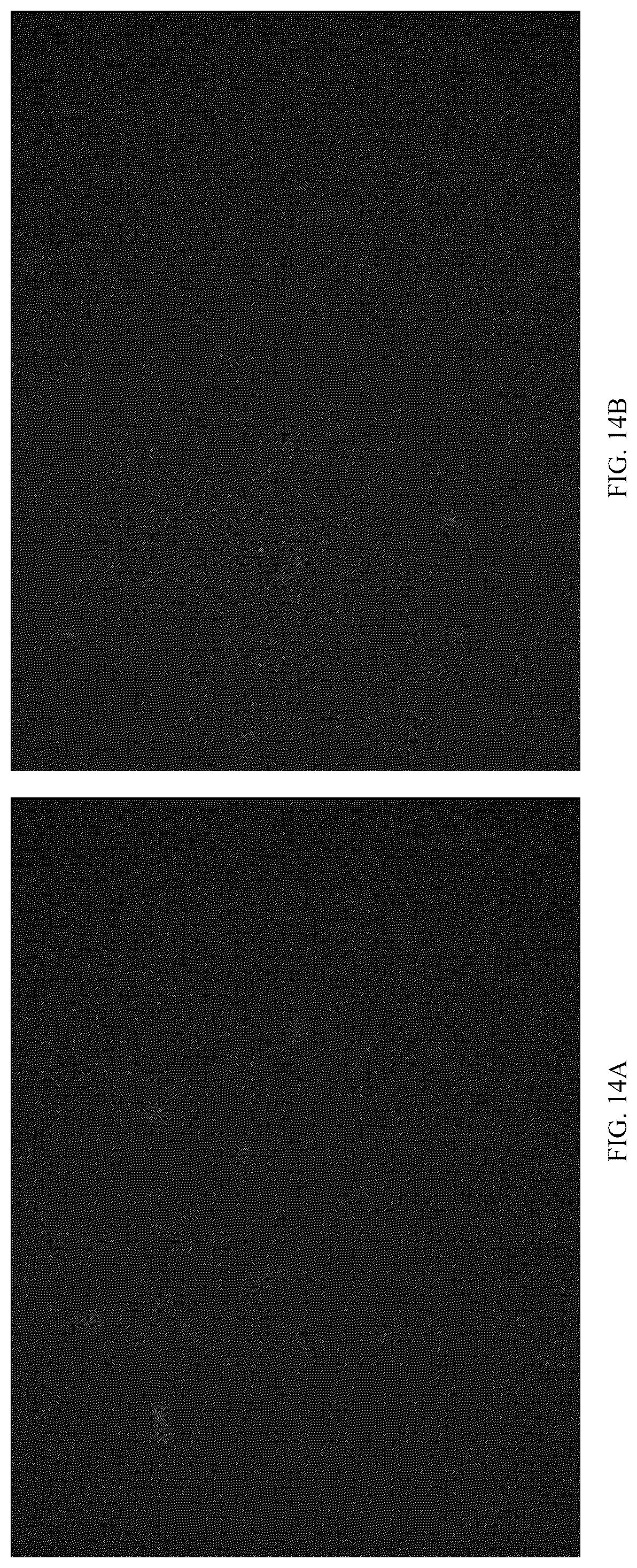 Patent US12611466 Figure 15 – Modified vector, construction method, and application of modified AAV-8 serotype for gene targeting and expression