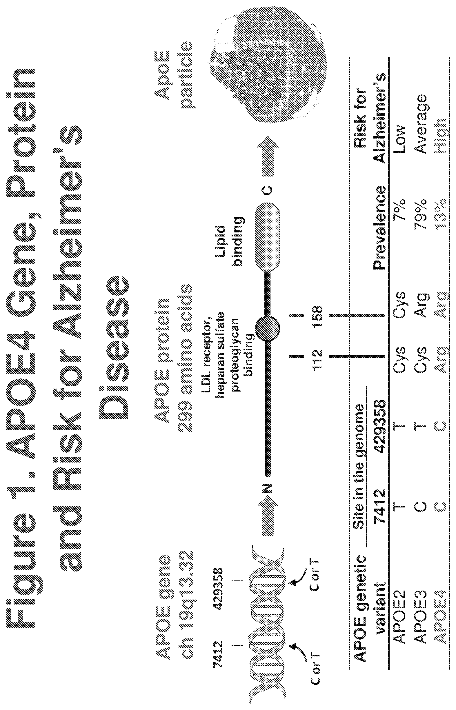 Patent US12611467 Figure 1 – APOE gene therapy