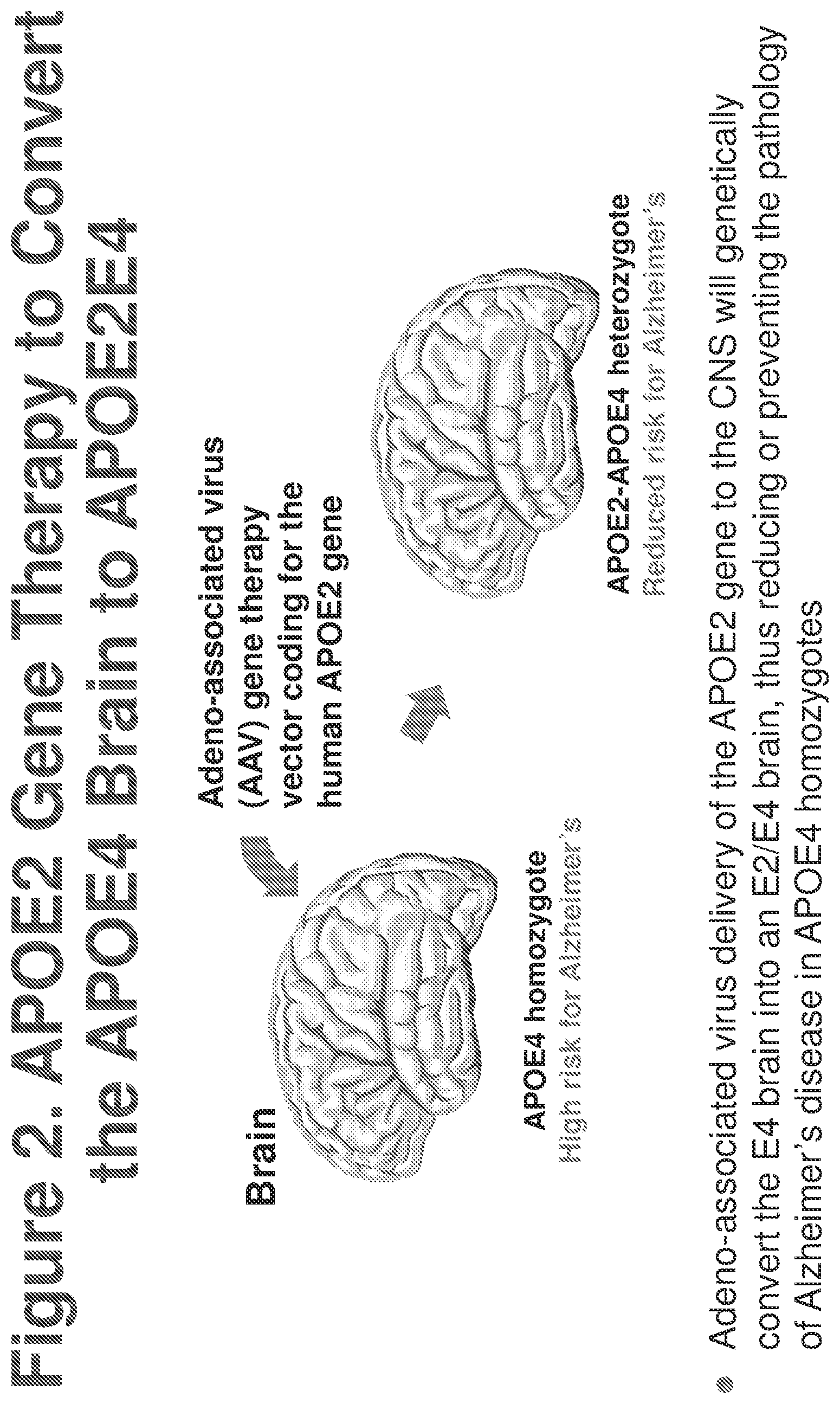 Patent US12611467 Figure 2 – APOE gene therapy