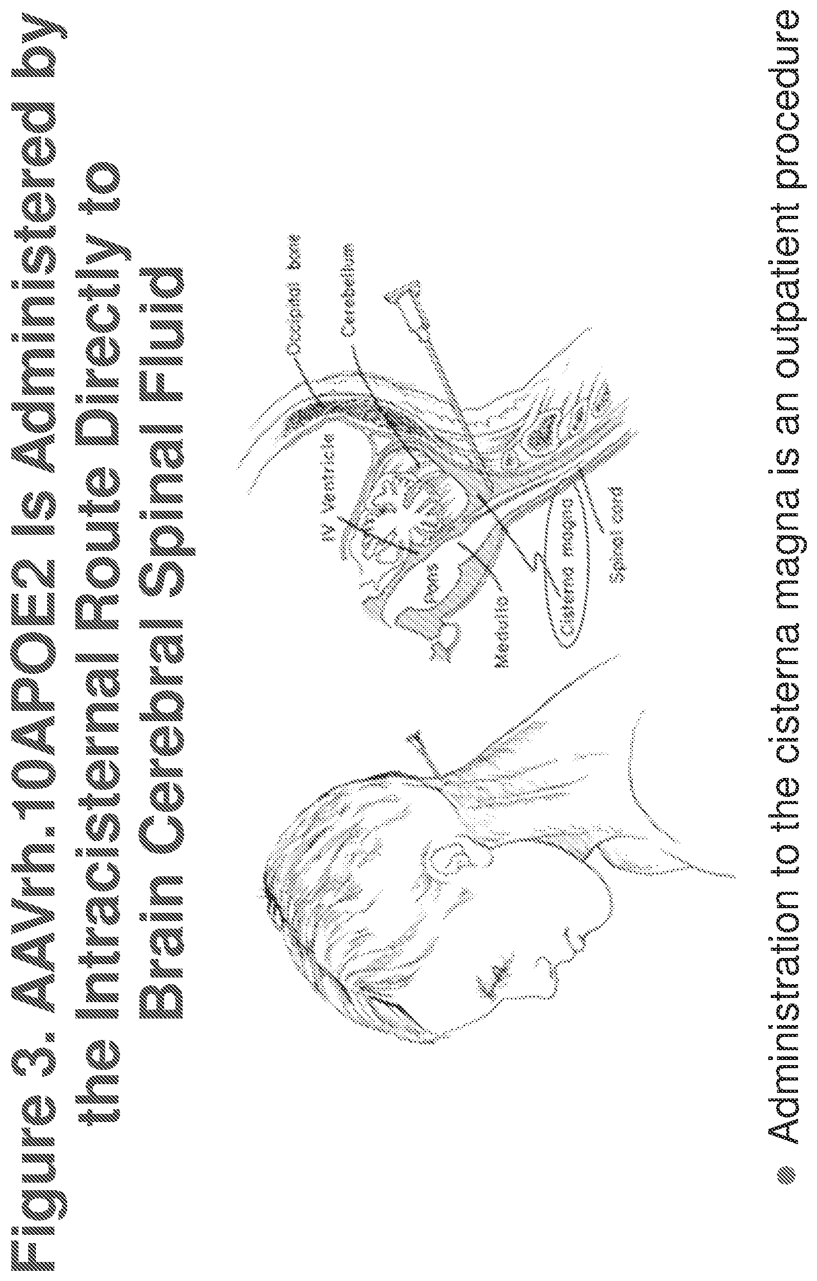 Patent US12611467 Figure 3 – APOE gene therapy