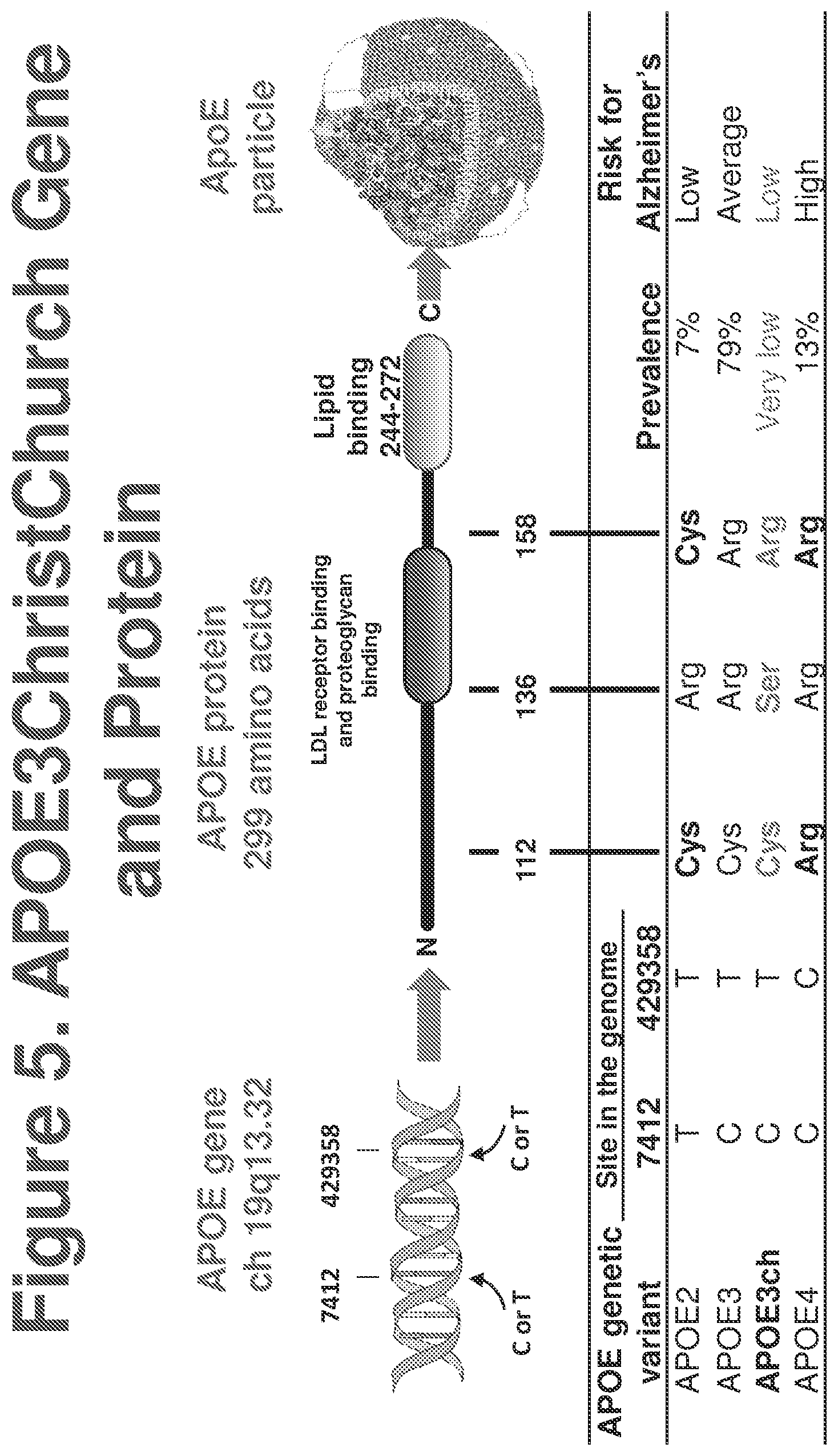 Patent US12611467 Figure 5 – APOE gene therapy