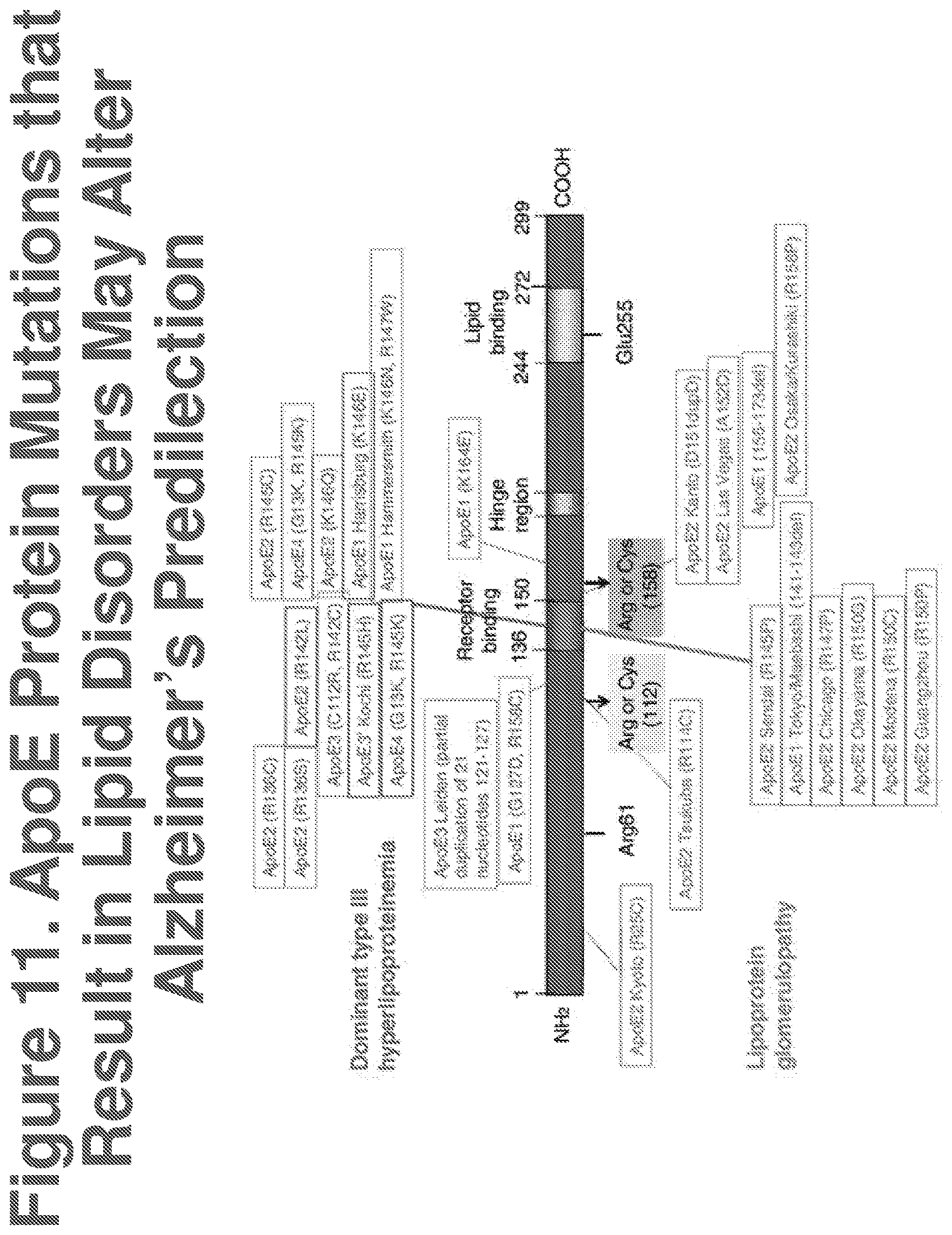 Patent US12611467 Figure 11 – APOE gene therapy