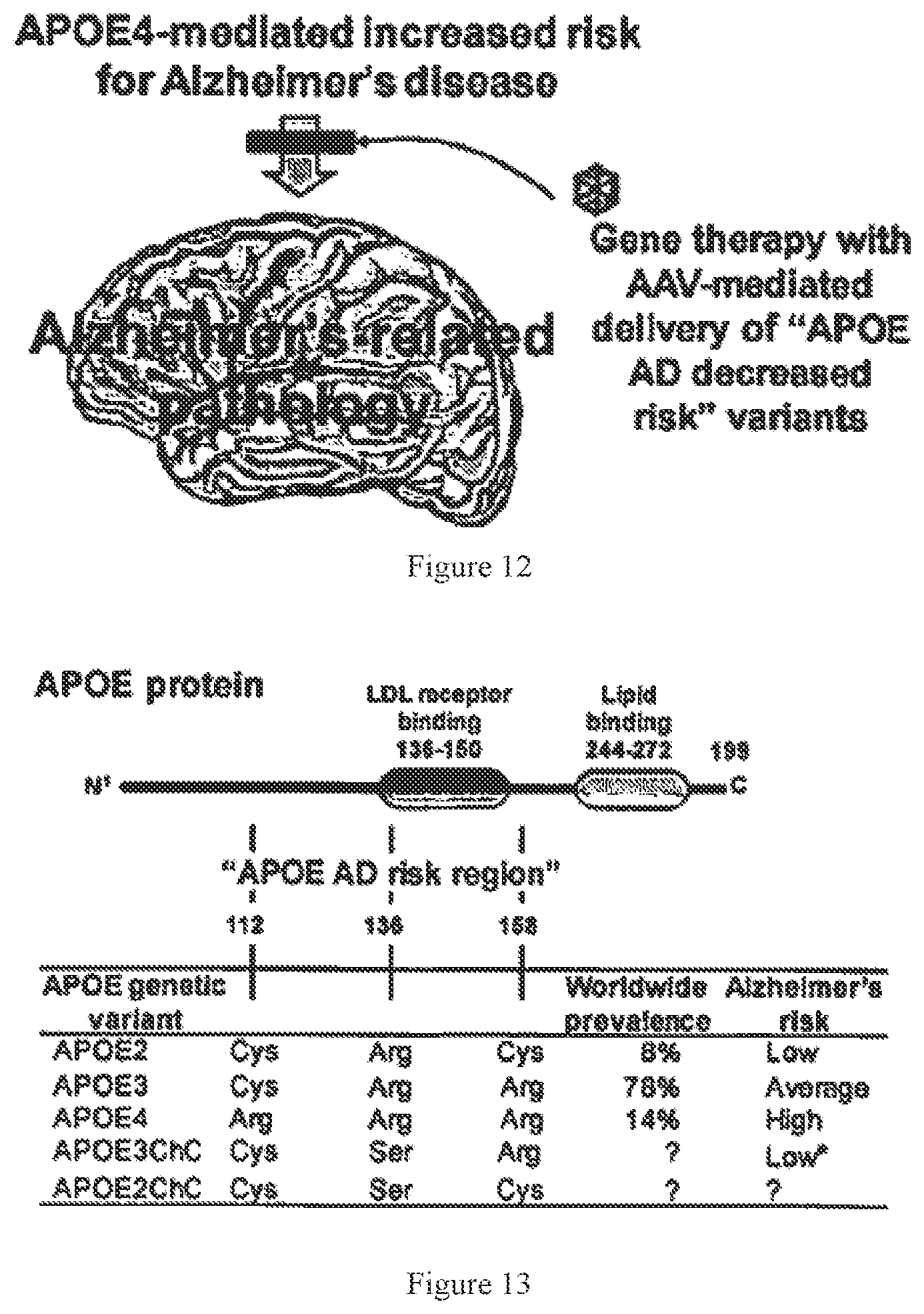 Patent US12611467 Figure 12 – APOE gene therapy