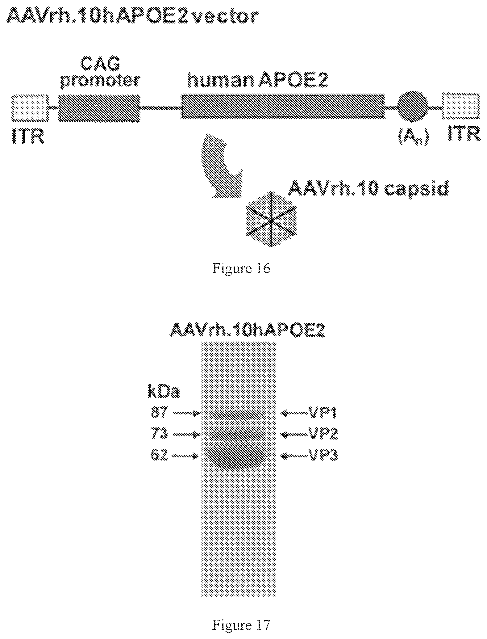 Patent US12611467 Figure 14 – APOE gene therapy