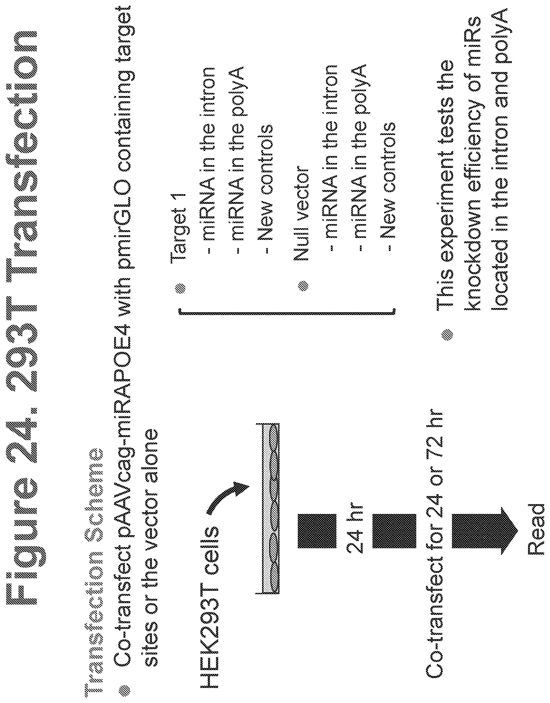 Patent US12611467 Figure 18 – APOE gene therapy