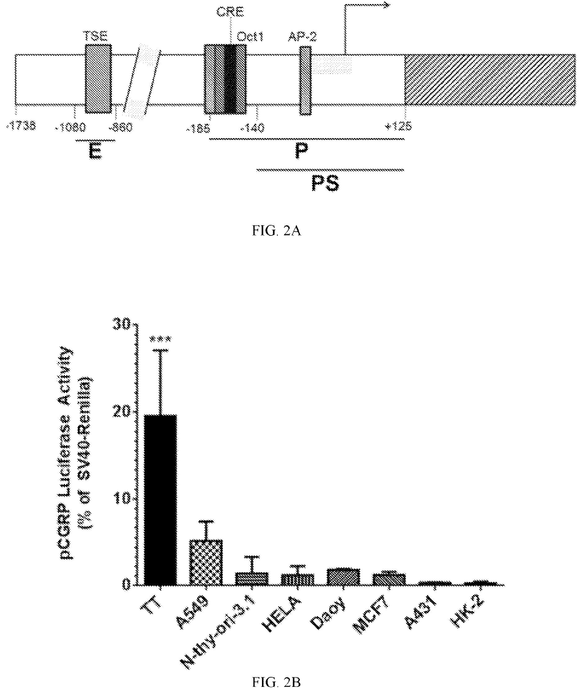 Patent US12611468 Figure 2 – Recombinant adeno-associated virus vectors to target medullary thyroid carcinoma