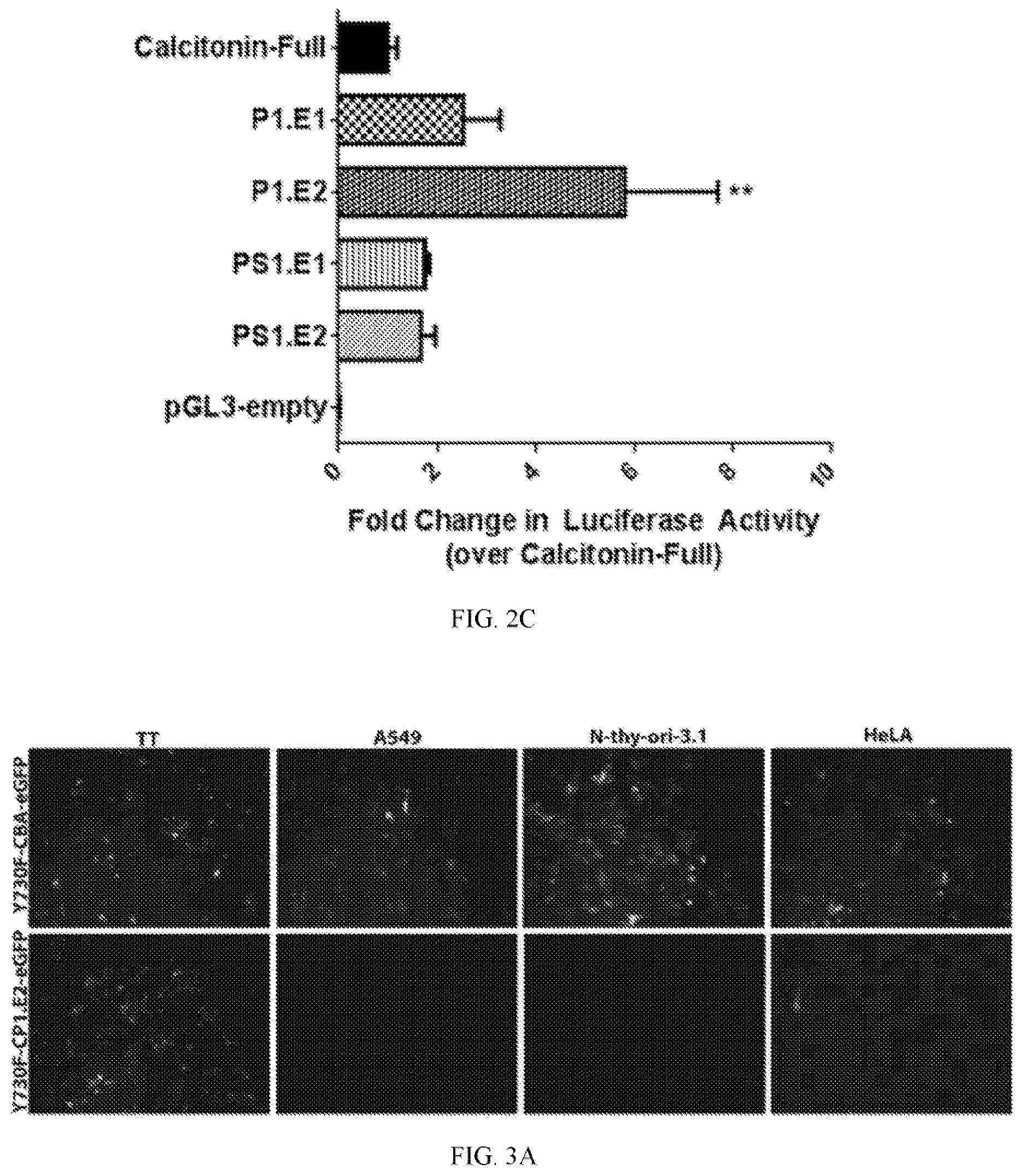 Patent US12611468 Figure 3 – Recombinant adeno-associated virus vectors to target medullary thyroid carcinoma