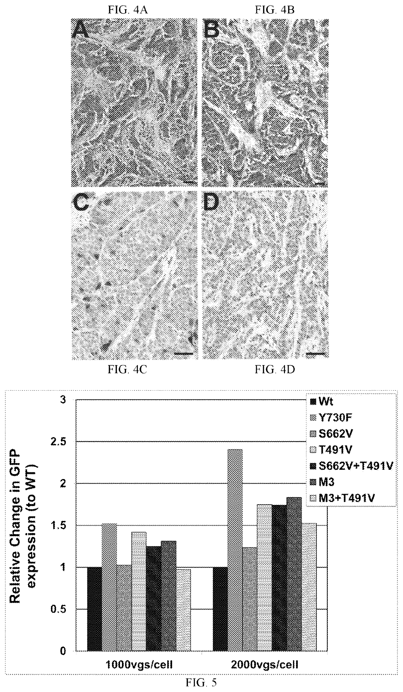 Patent US12611468 Figure 7 – Recombinant adeno-associated virus vectors to target medullary thyroid carcinoma