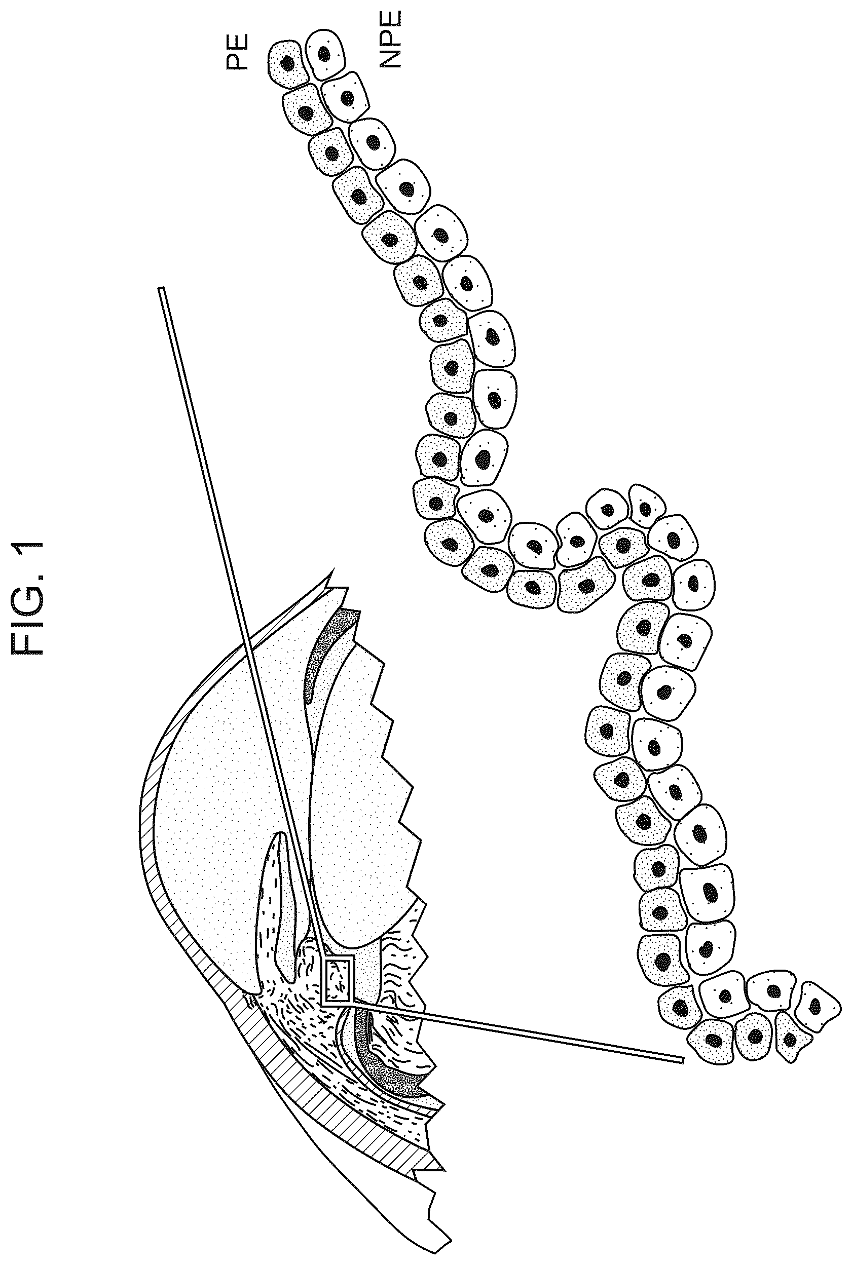 Patent US12611469 Figure 1 – Promoter specific for non-pigmented ciliary epithelial cells