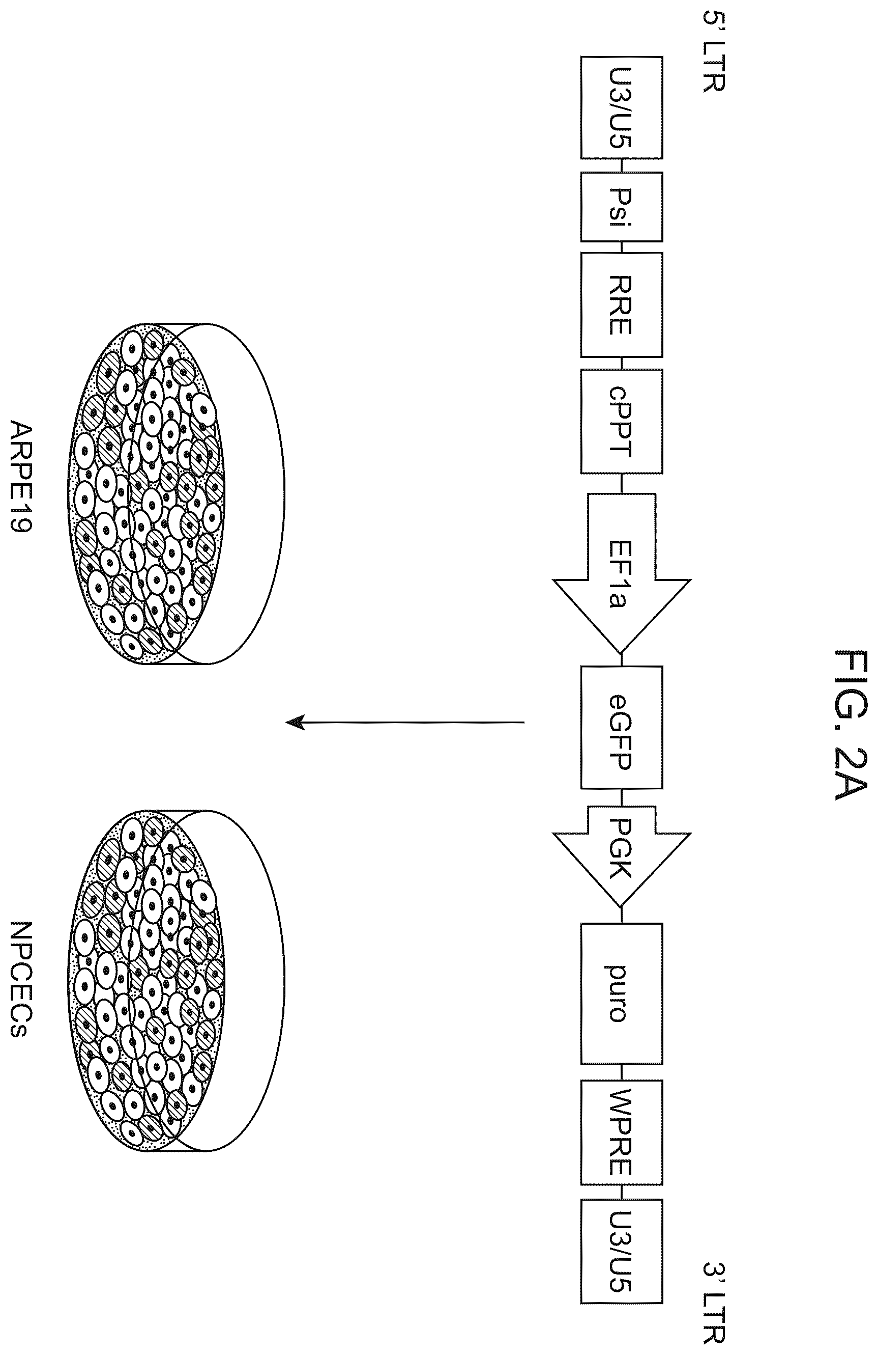 Patent US12611469 Figure 2 – Promoter specific for non-pigmented ciliary epithelial cells