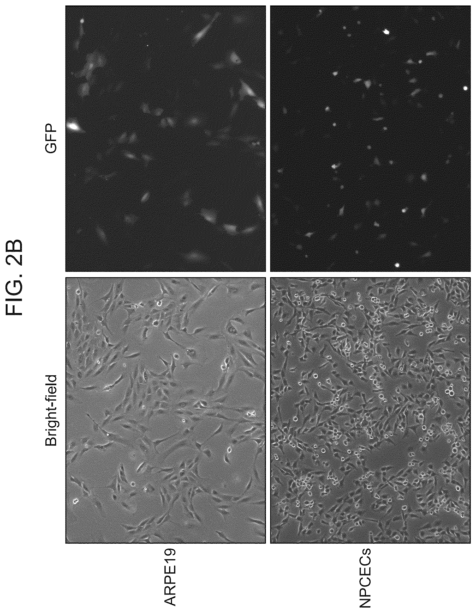 Patent US12611469 Figure 3 – Promoter specific for non-pigmented ciliary epithelial cells