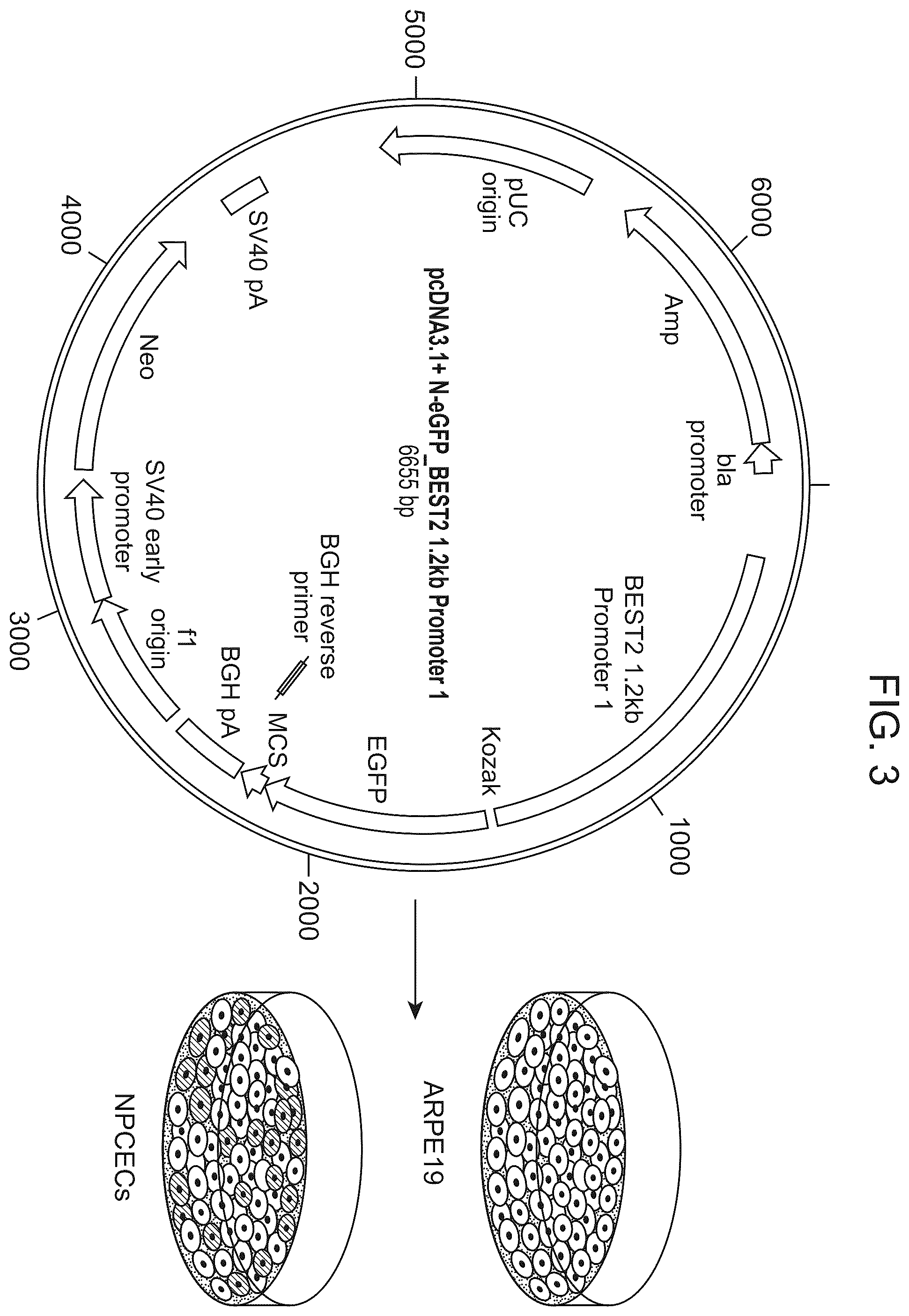 Patent US12611469 Figure 6 – Promoter specific for non-pigmented ciliary epithelial cells