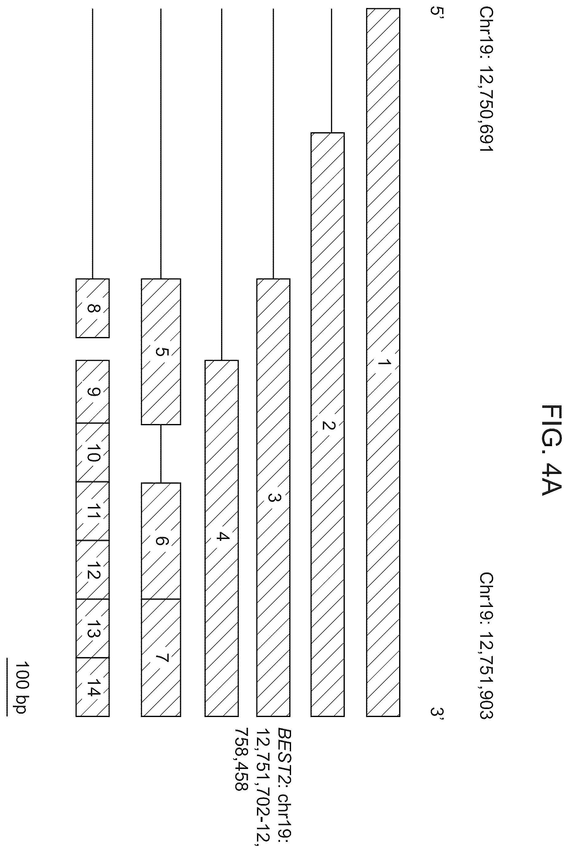 Patent US12611469 Figure 7 – Promoter specific for non-pigmented ciliary epithelial cells