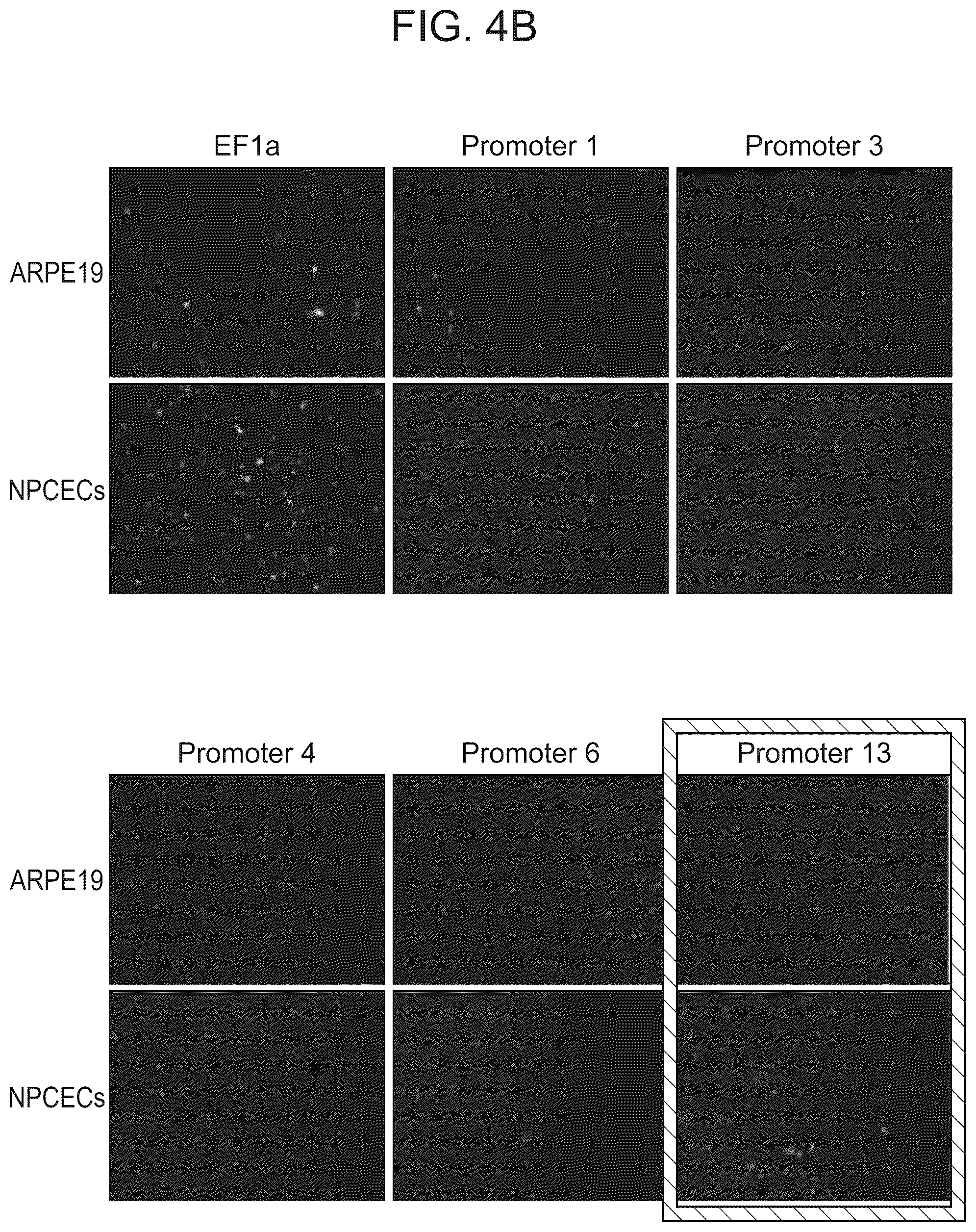 Patent US12611469 Figure 8 – Promoter specific for non-pigmented ciliary epithelial cells