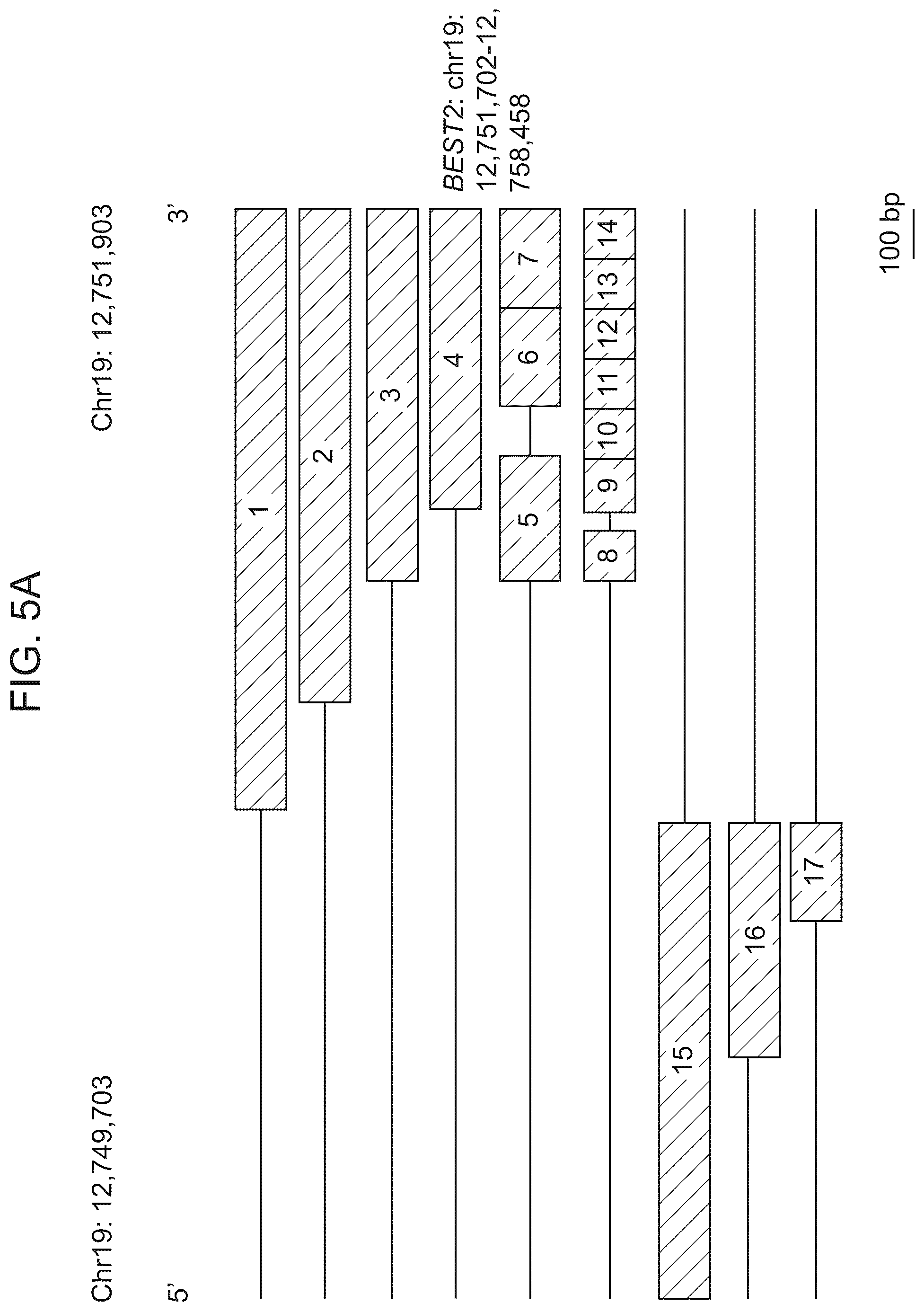 Patent US12611469 Figure 10 – Promoter specific for non-pigmented ciliary epithelial cells
